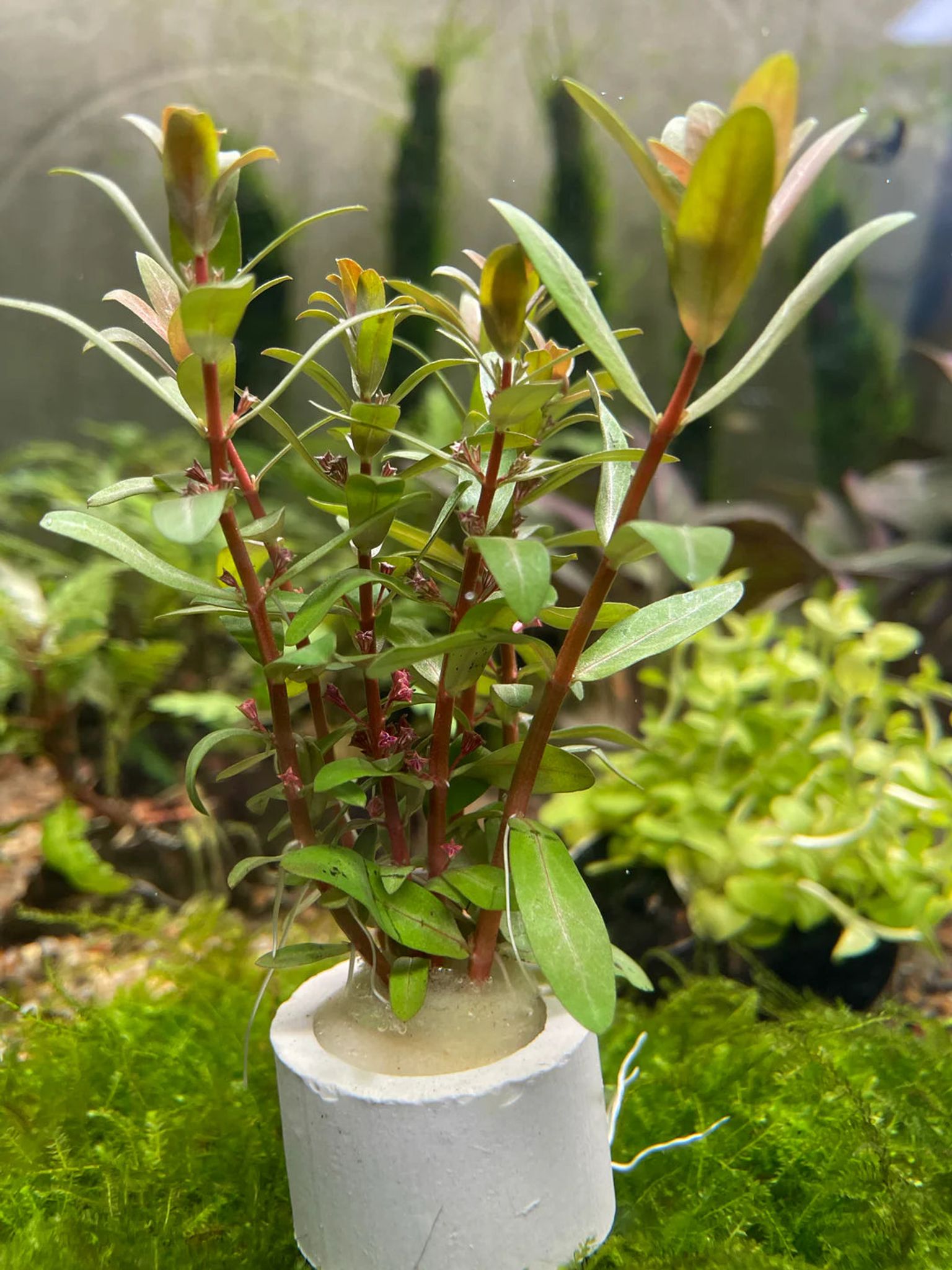 Vibrant Ammannia Pedicellata Golden Live Aquarium Plant – Yellow-Green Accent