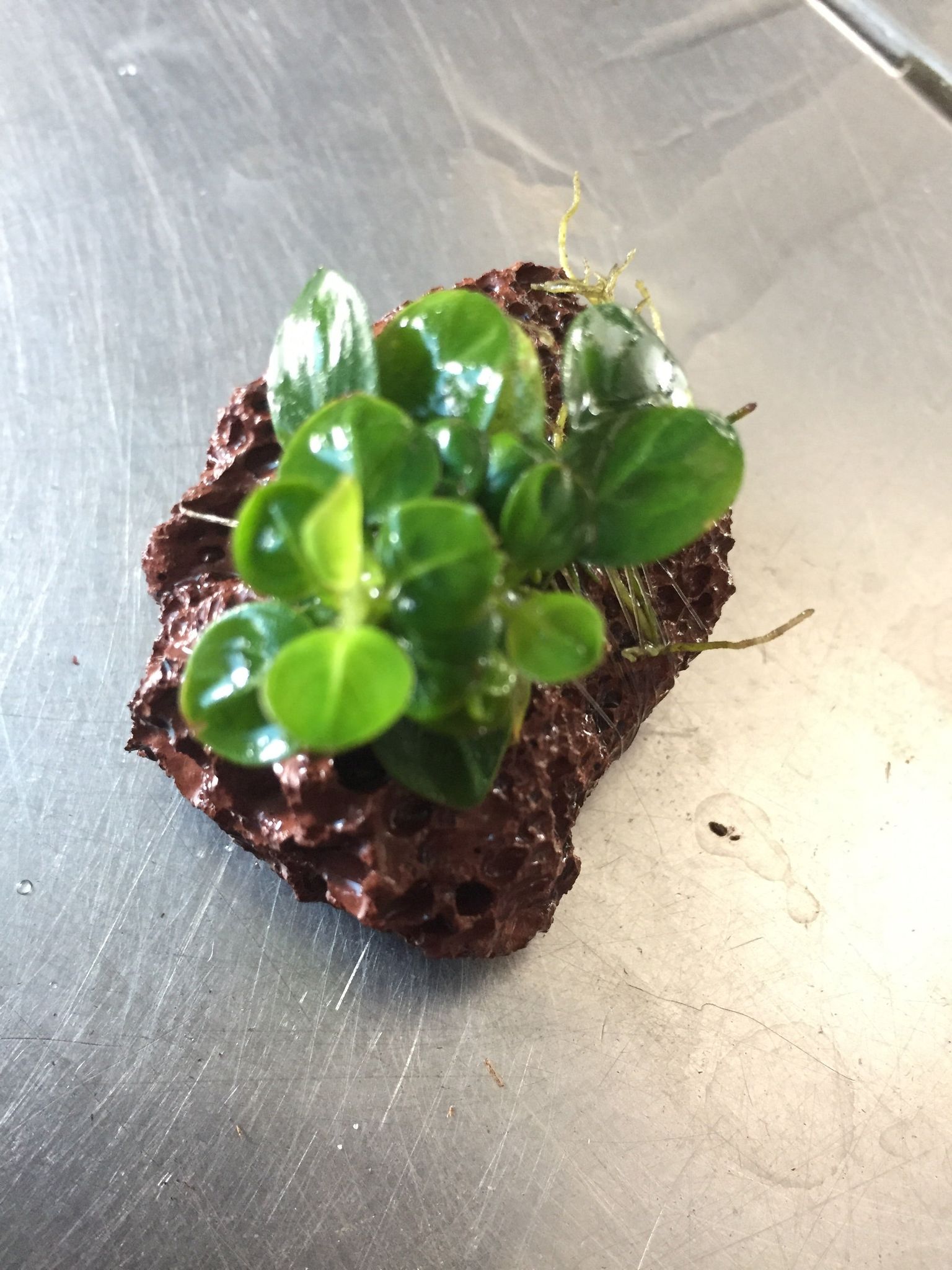 Vibrant Anubias Stardust Live Aquatic Plant for Freshwater Aquariums, Easy Care