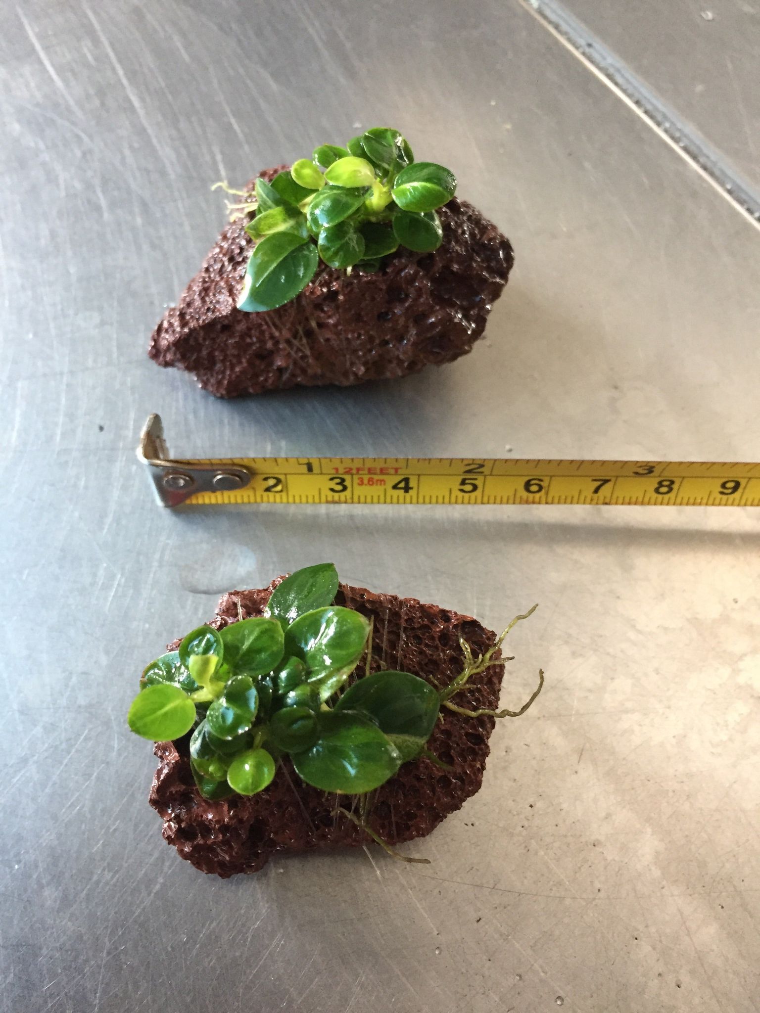 Vibrant Anubias Stardust Live Aquatic Plant for Freshwater Aquariums, Easy Care