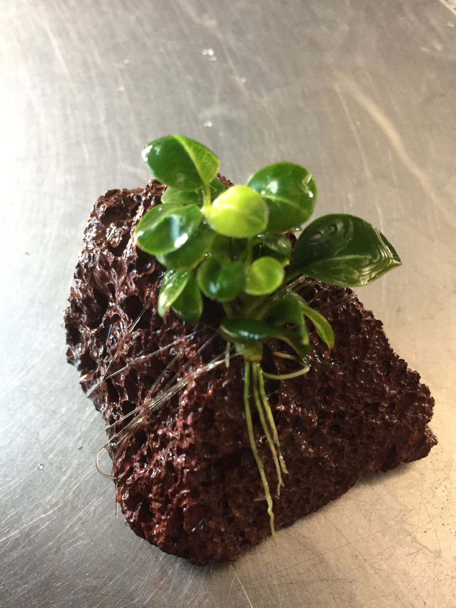 Vibrant Anubias Stardust Live Aquatic Plant for Freshwater Aquariums, Easy Care