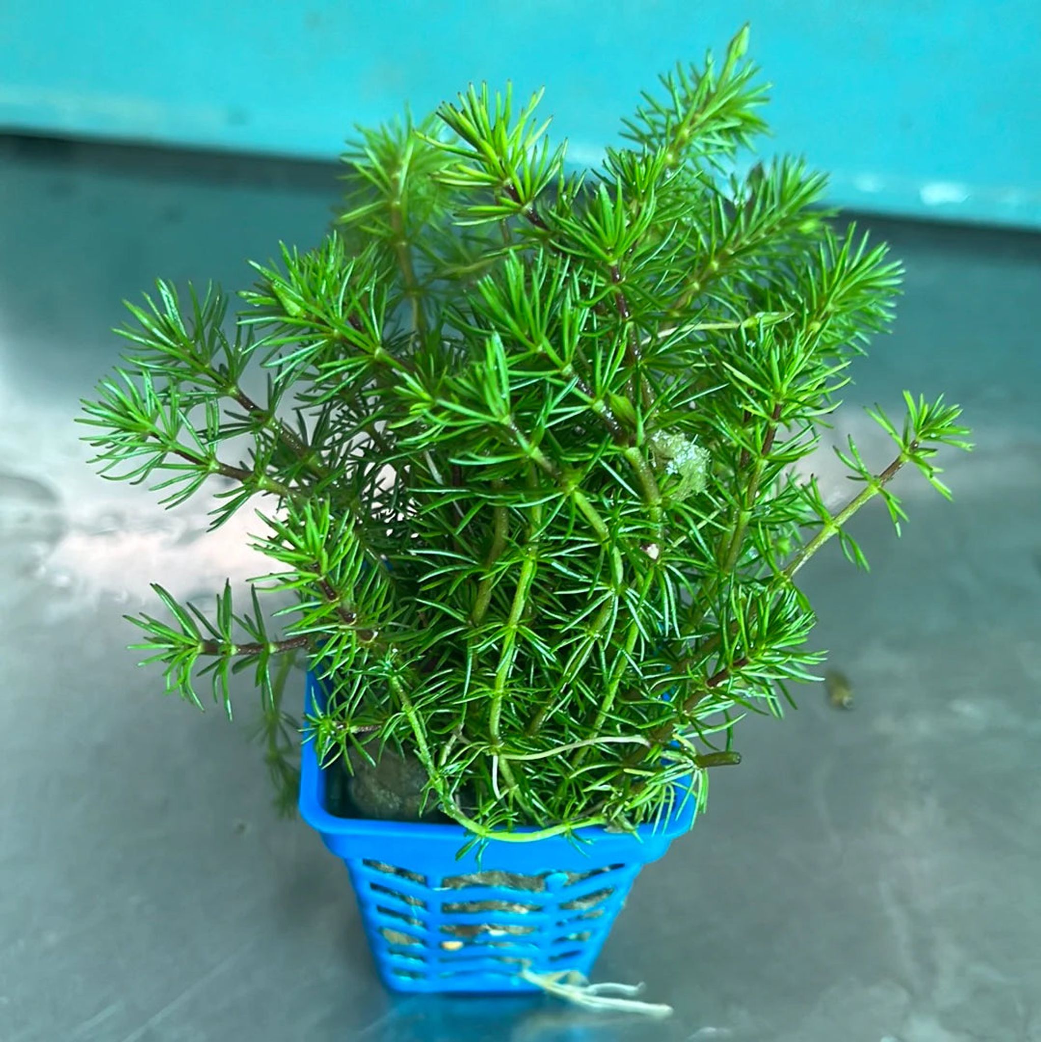 Vibrant Bacopa Myriophylloides Live Aquarium Plant – Fine Leaf Stem
