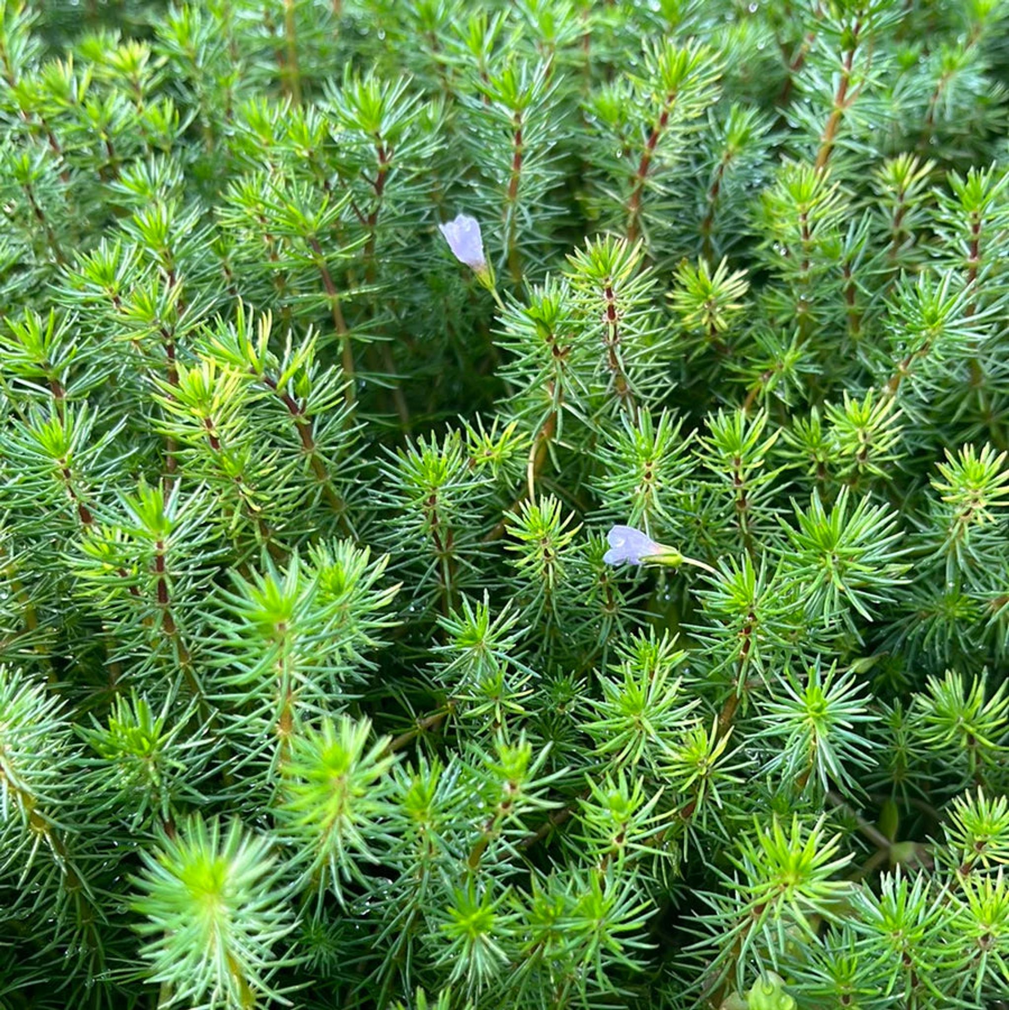 Vibrant Bacopa Myriophylloides Live Aquarium Plant – Fine Leaf Stem