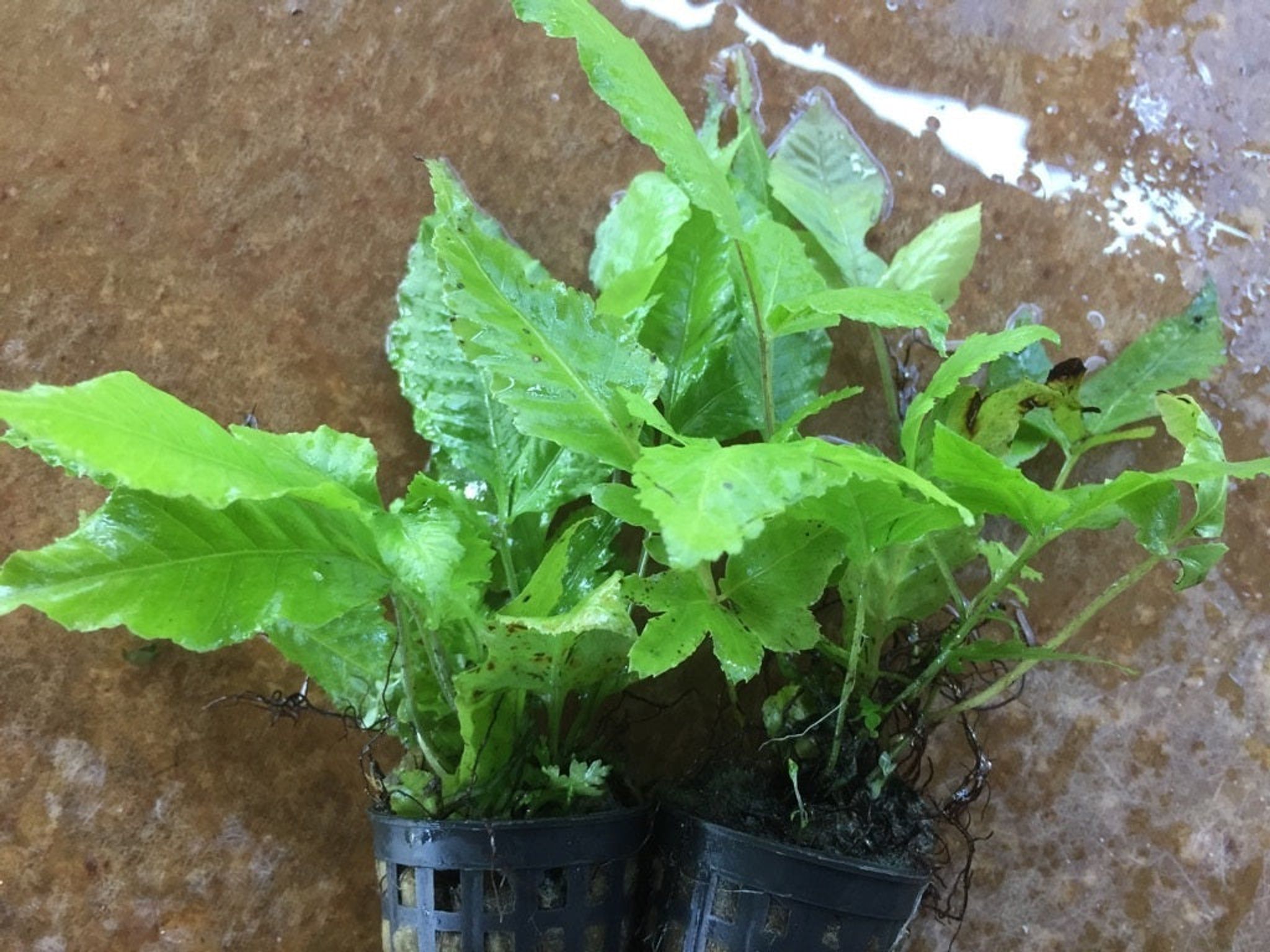 Vibrant Bolbitis Heteroclita Aquatic Fern - Easy Care Freshwater Aquarium Plant