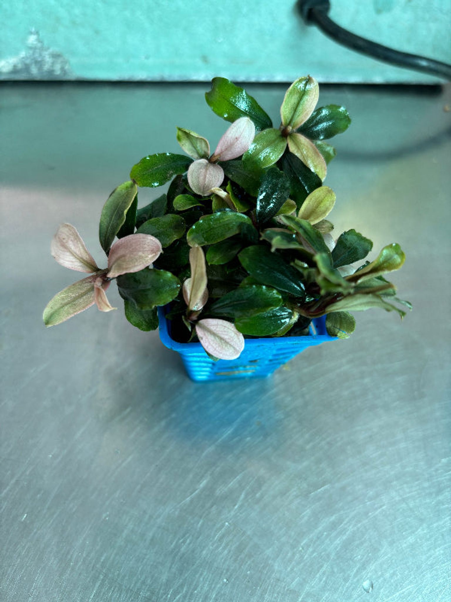 Vibrant Bucephalandra Pink Brownie Ghost Live Aquatic Plant for Aquariums