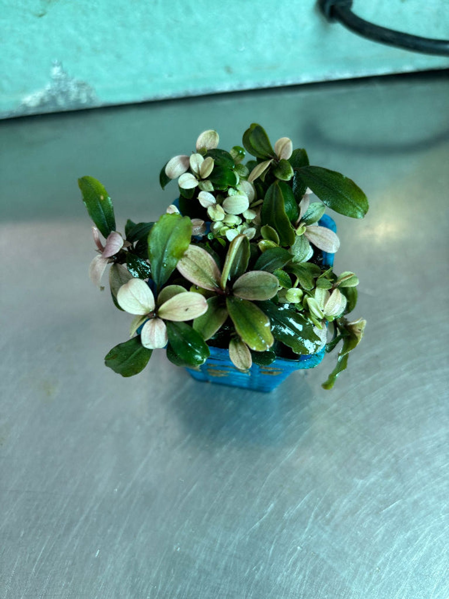 Vibrant Bucephalandra Pink Brownie Ghost Live Aquatic Plant for Aquariums