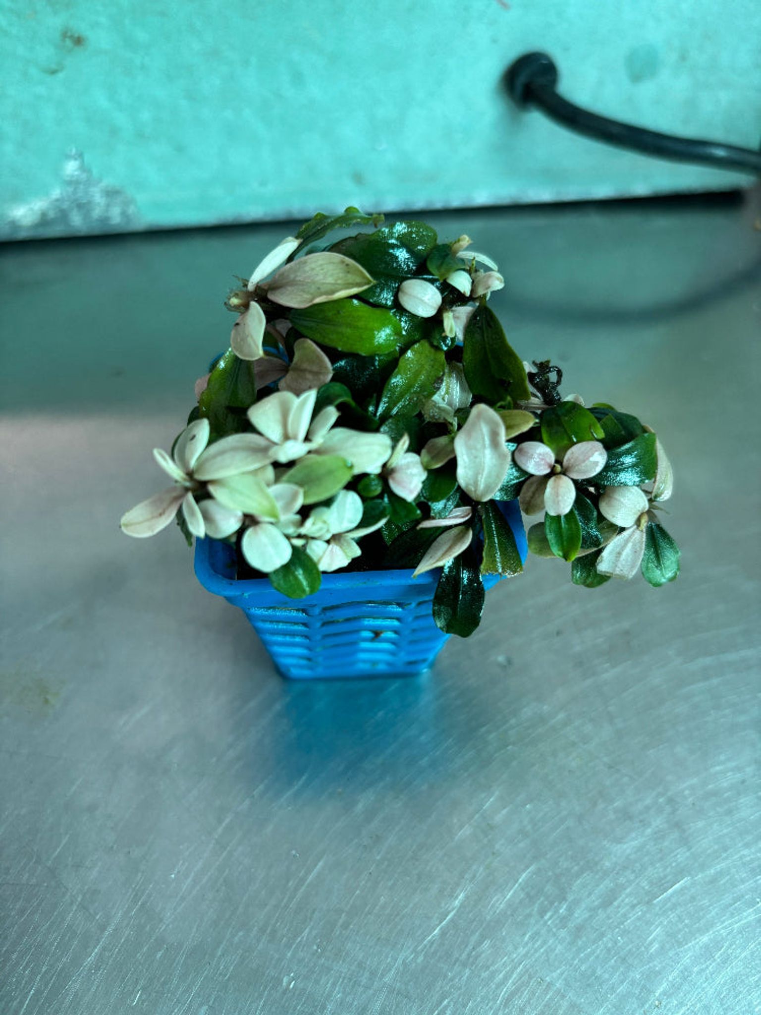 Vibrant Bucephalandra Pink Brownie Ghost Live Aquatic Plant for Aquariums