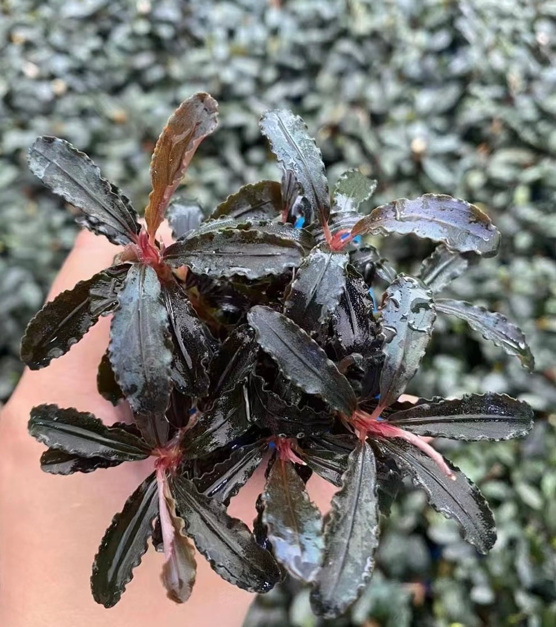 Vibrant Bucephalandra Red Dragon Fly Aquatic Plant for Aquarium Aquascaping