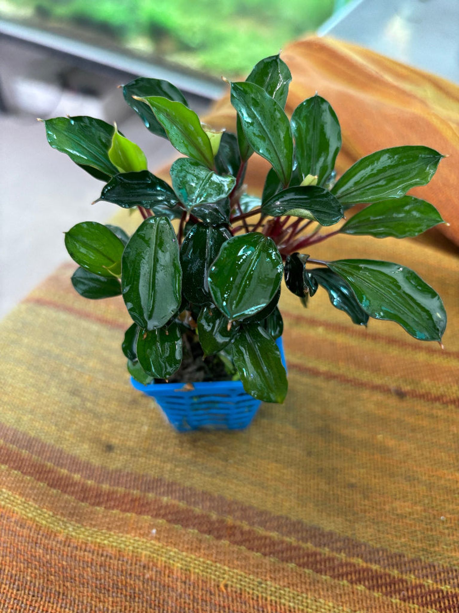 Vibrant Bucephalandra Red Heart Aquarium Plant - Easy Live Aquatic Decor