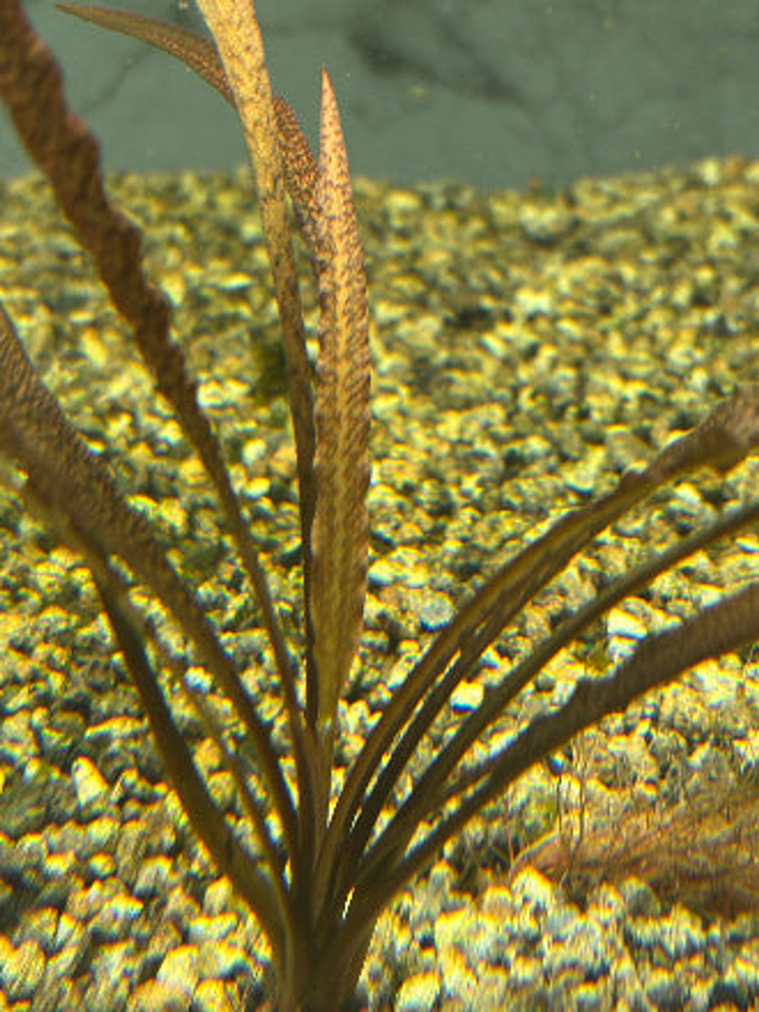 Vibrant Cryptocoryne Spiralis Tiger Live Aquatic Plant for Midground Aquariums