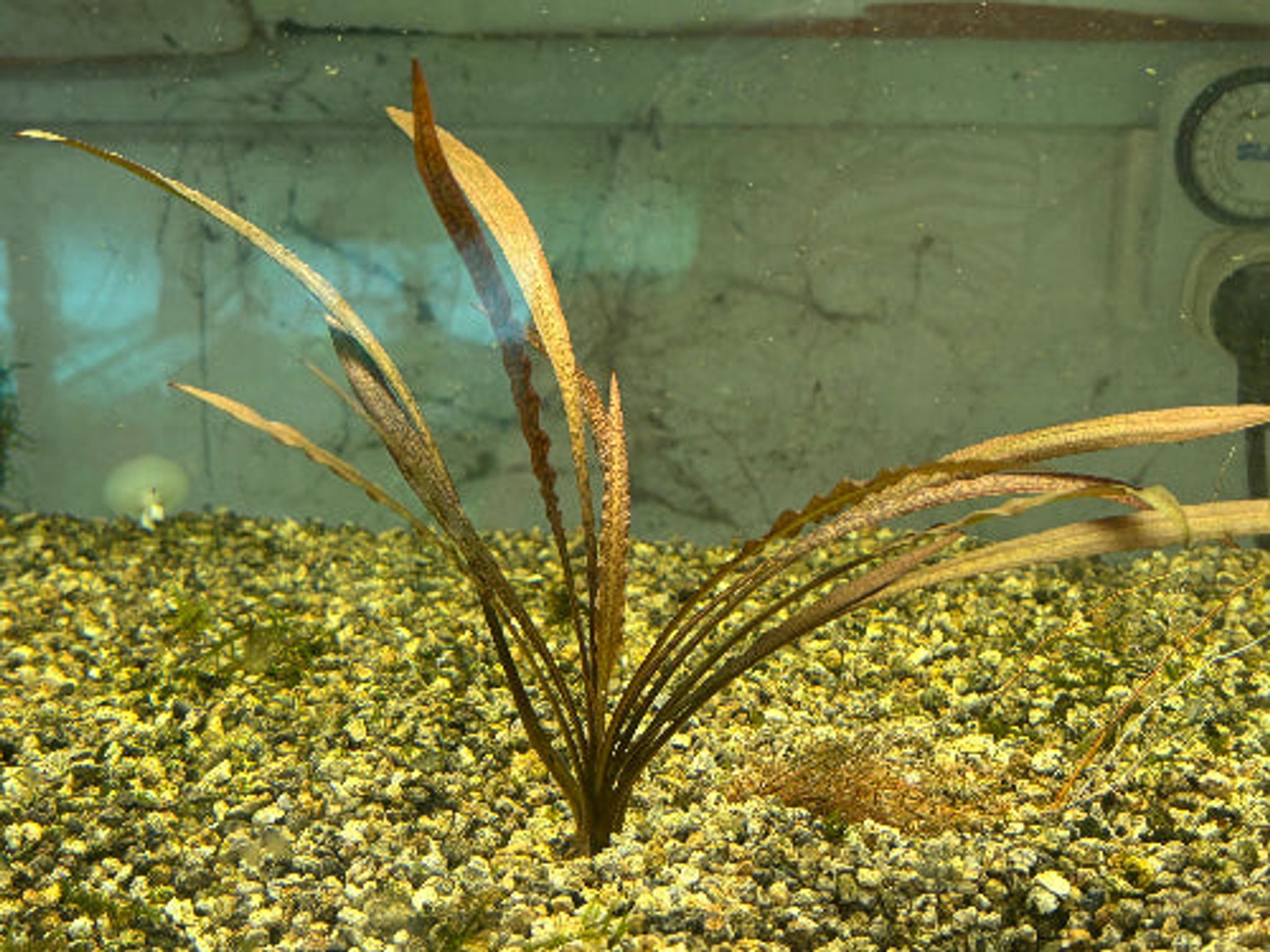 Vibrant Cryptocoryne Spiralis Tiger Live Aquatic Plant for Midground Aquariums