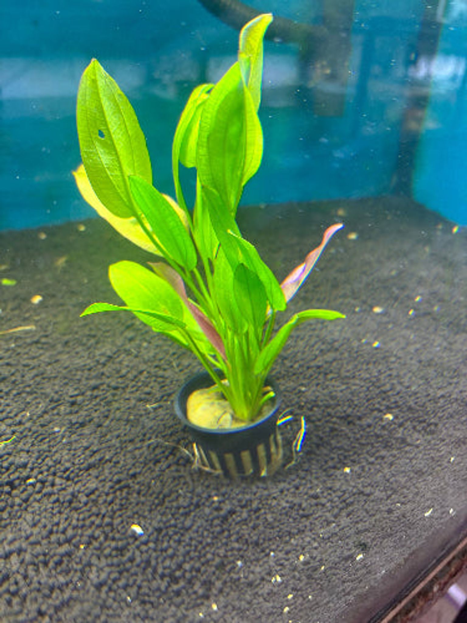 Vibrant Echinodorus Oriental Aquatic Plant: Easy Care, Midground Aquarium Decor
