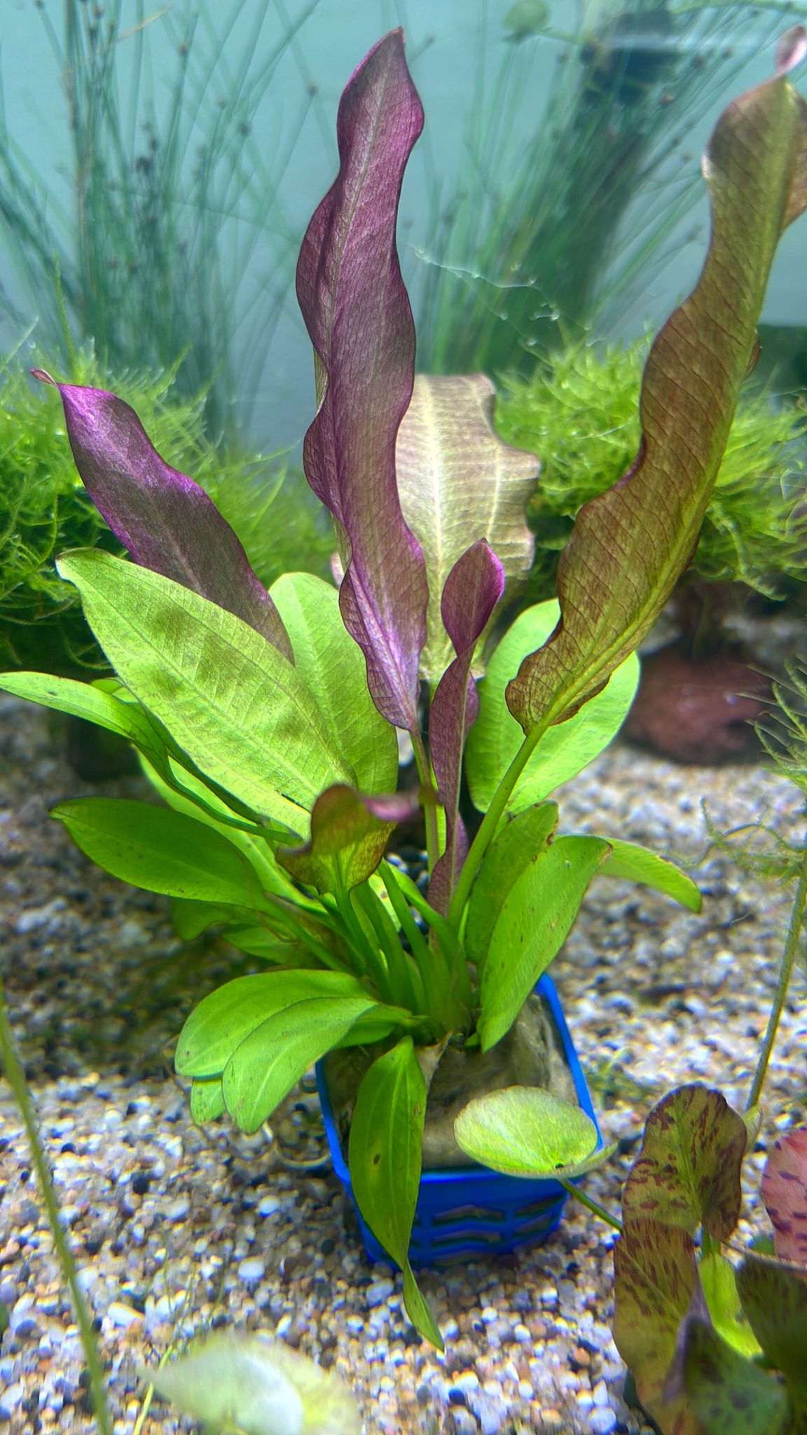 Vibrant Echinodorus Oriental Aquatic Plant: Easy Care, Midground Aquarium Decor