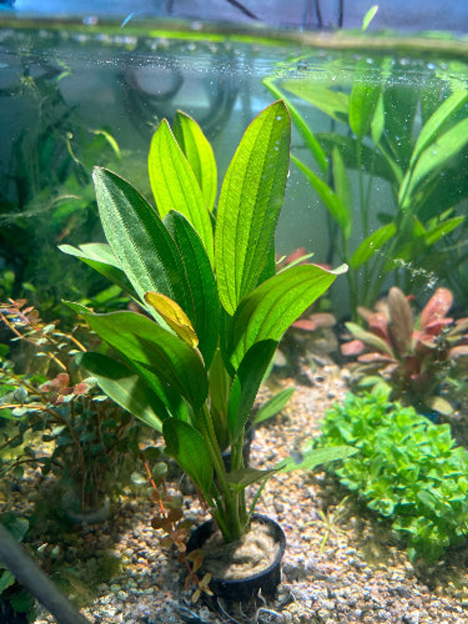 Vibrant Echinodorus Rose Aquatic Plant for Easy Midground Aquarium Decor