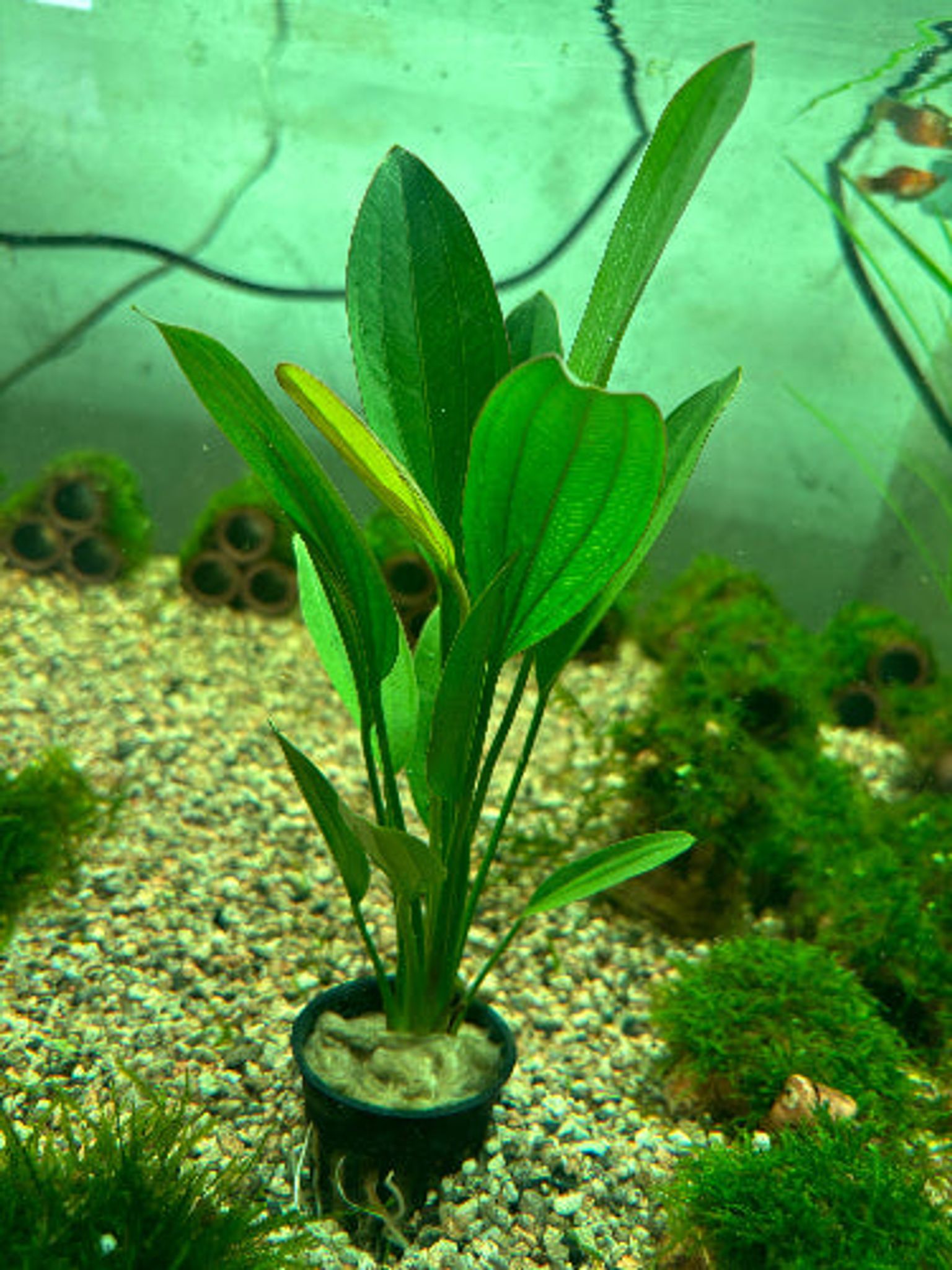 Vibrant Echinodorus Rose Aquatic Plant for Easy Midground Aquarium Decor