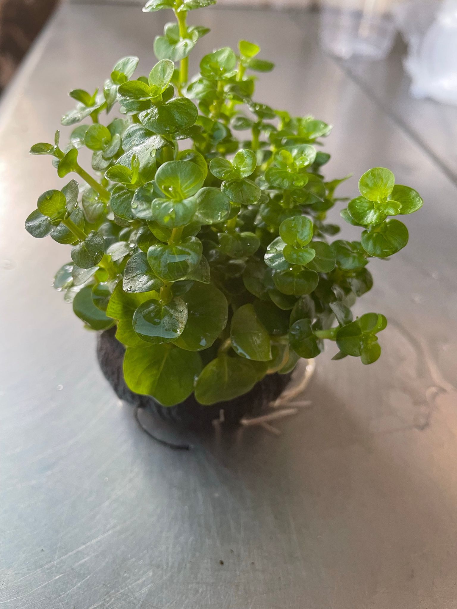 Vibrant Green Rotala Rotundifolia Aquatic Plant for Freshwater Aquariums (Wabikusa)