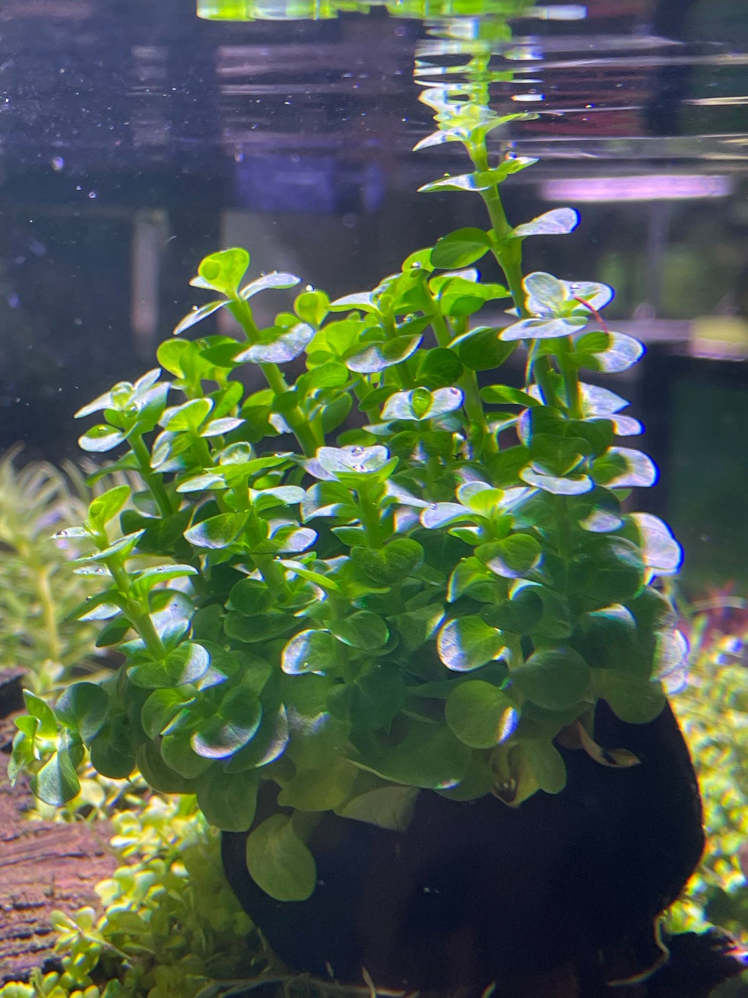 Vibrant Green Rotala Rotundifolia Aquatic Plant for Freshwater Aquariums (Wabikusa)