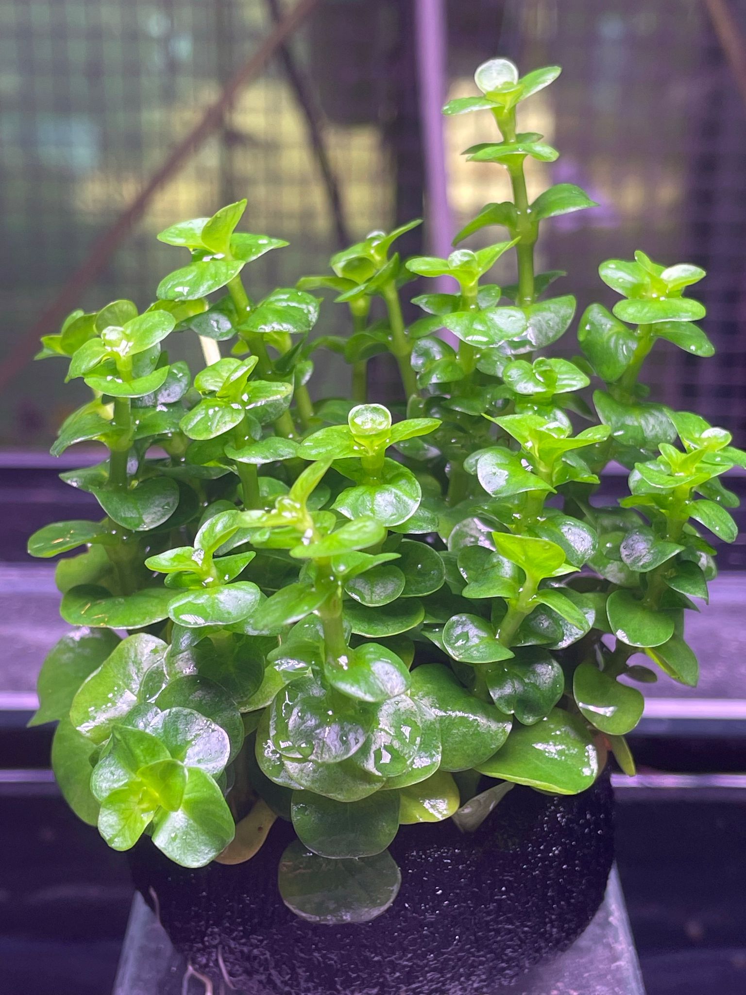 Vibrant Green Rotala Rotundifolia Aquatic Plant for Freshwater Aquariums (Wabikusa)