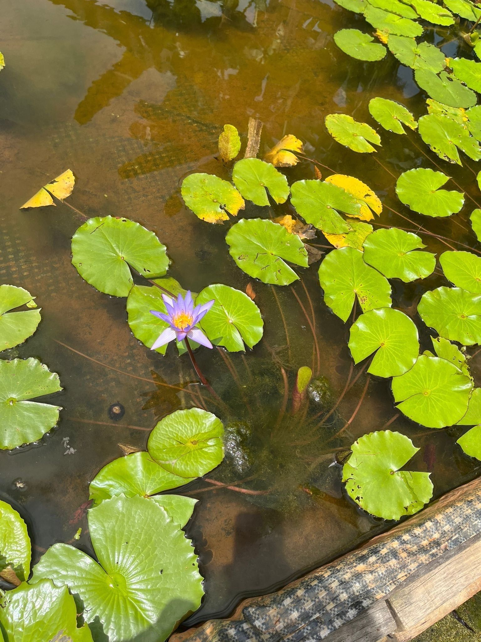 Vibrant Live Aquatic Water Lily Plant for Beautiful Freshwater Aquariums