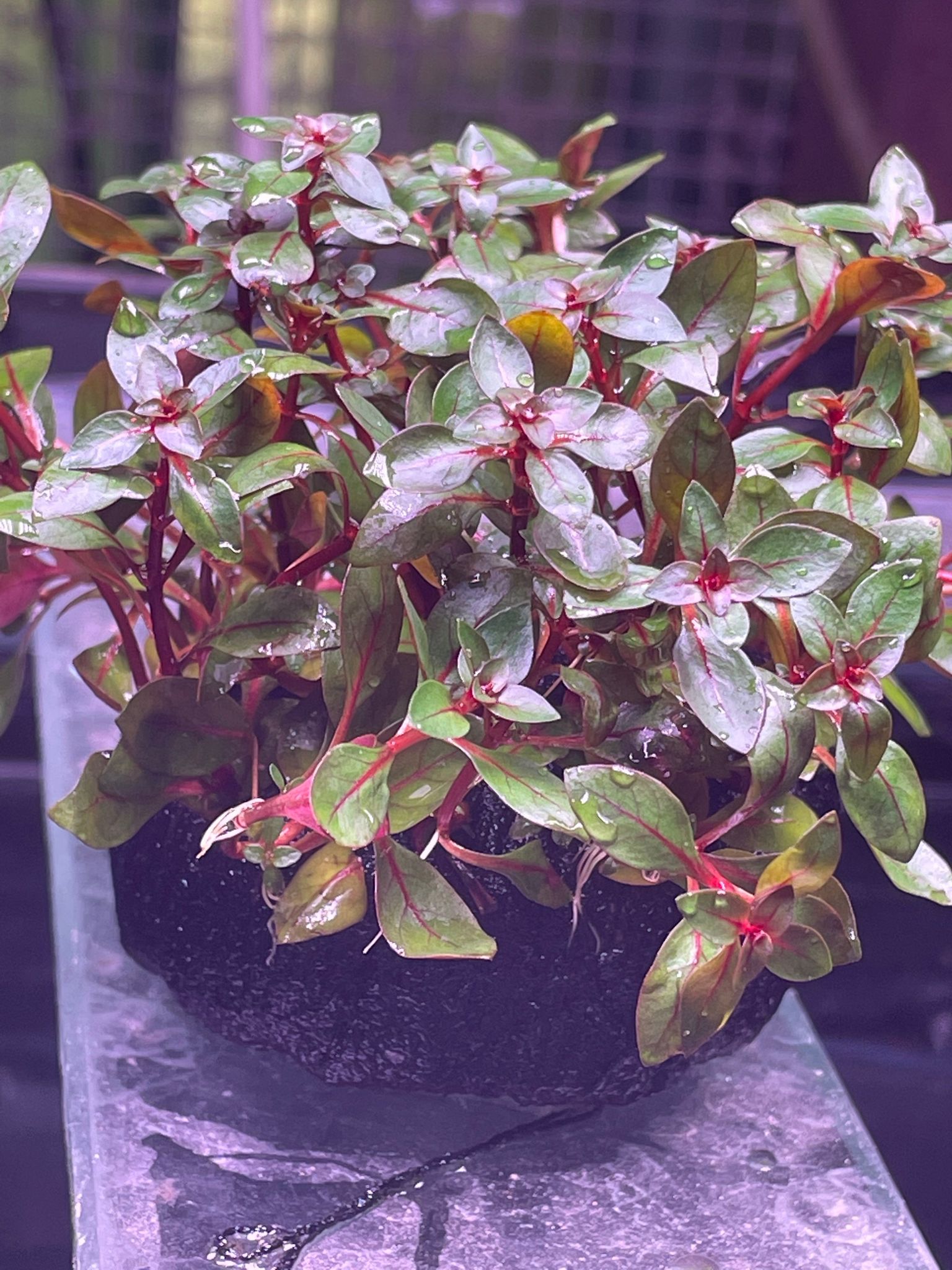 Vibrant Ludwigia Super Red Wabikusa Live Aquatic Plant for Aquarium Decor