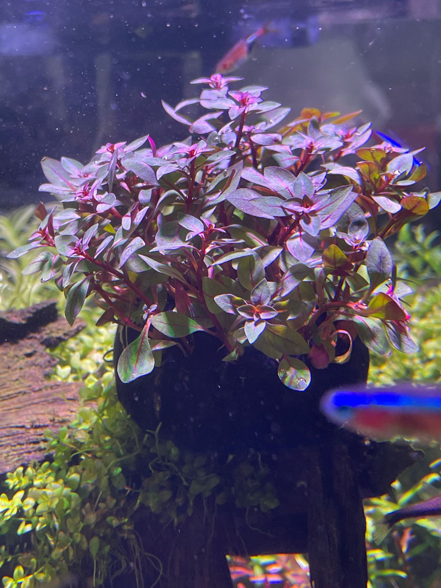 Vibrant Ludwigia Super Red Wabikusa Live Aquatic Plant for Aquarium Decor