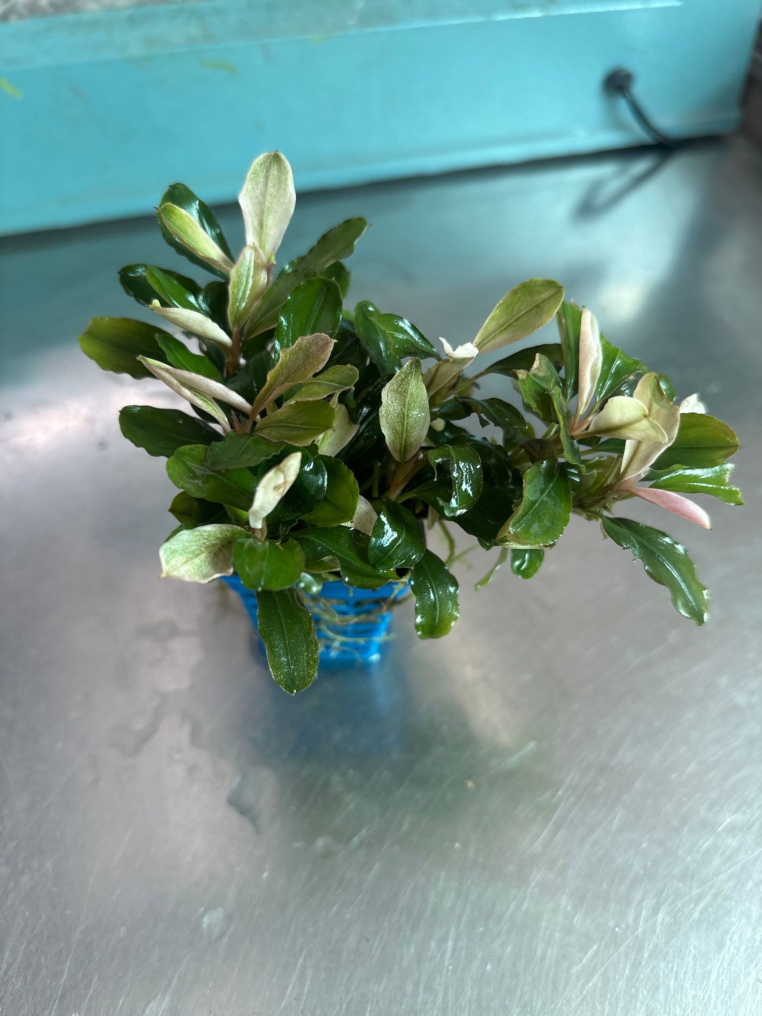 Vibrant Pink Melawi Bucephalandra Live Aquarium Plant, Low Maintenance Aquatic Beauty