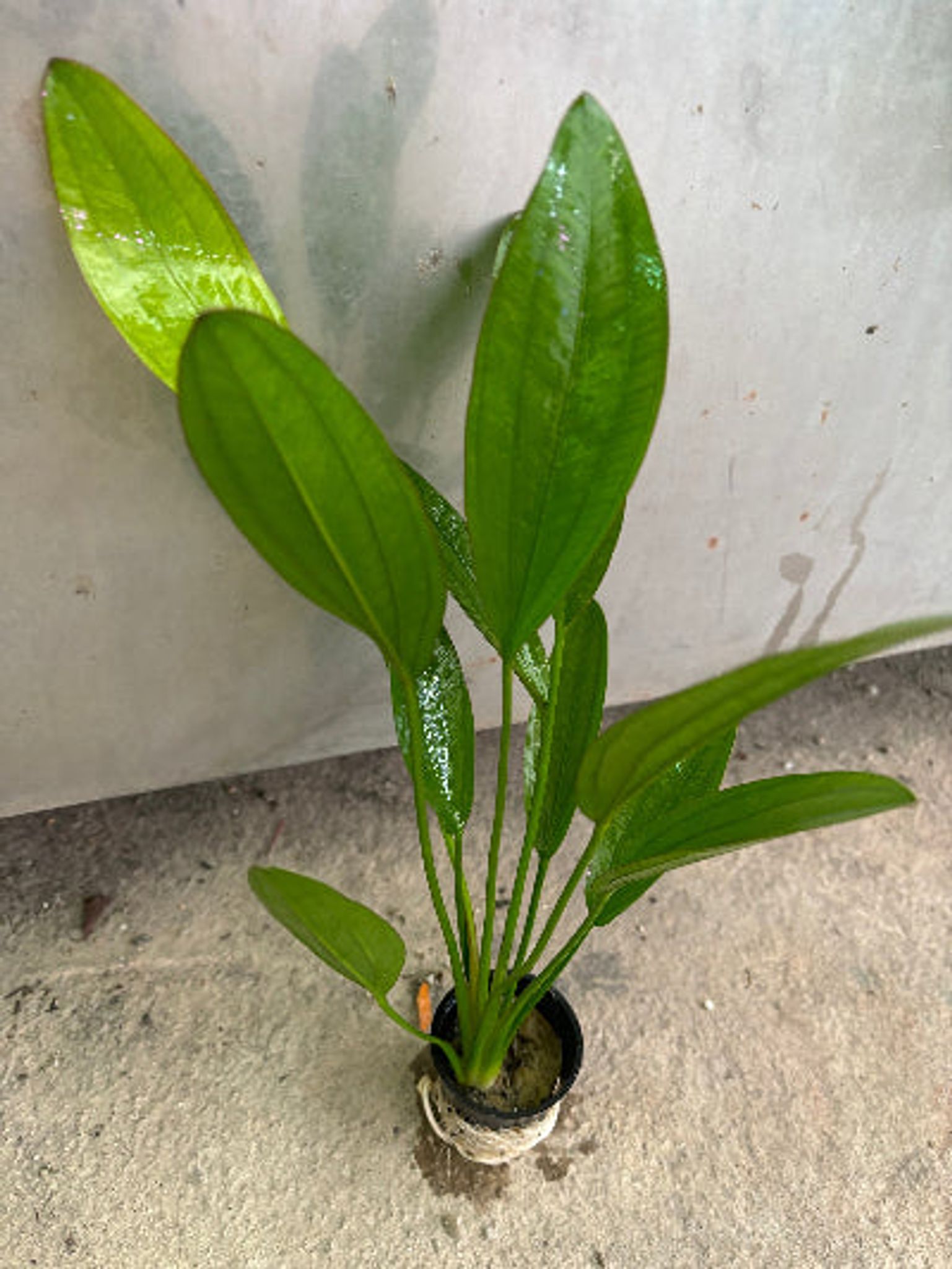 Vibrant Red Diamond Sword Plant: Easy Care Aquarium Midground Live Plant