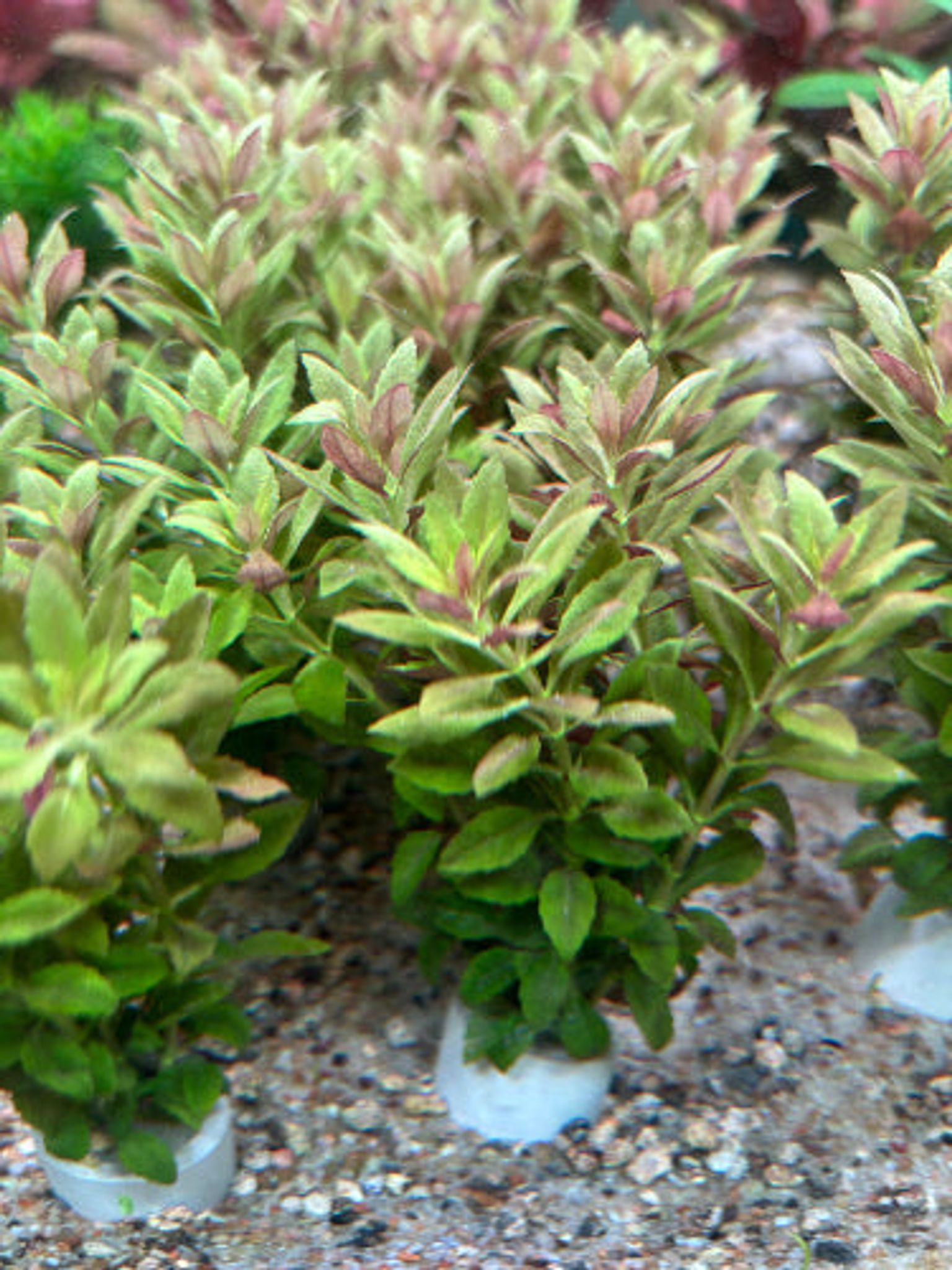 Vibrant Red Limnophila Aromatica Mini Aquatic Plant for Stunning Aquascape