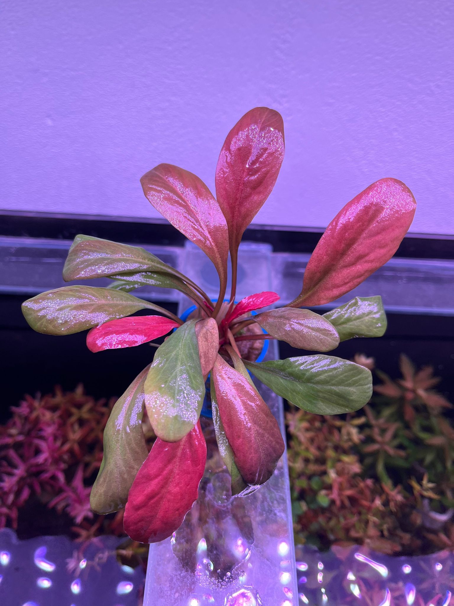 Vibrant Red Samolus Parviflorus Live Aquatic Plant for Freshwater Aquariums