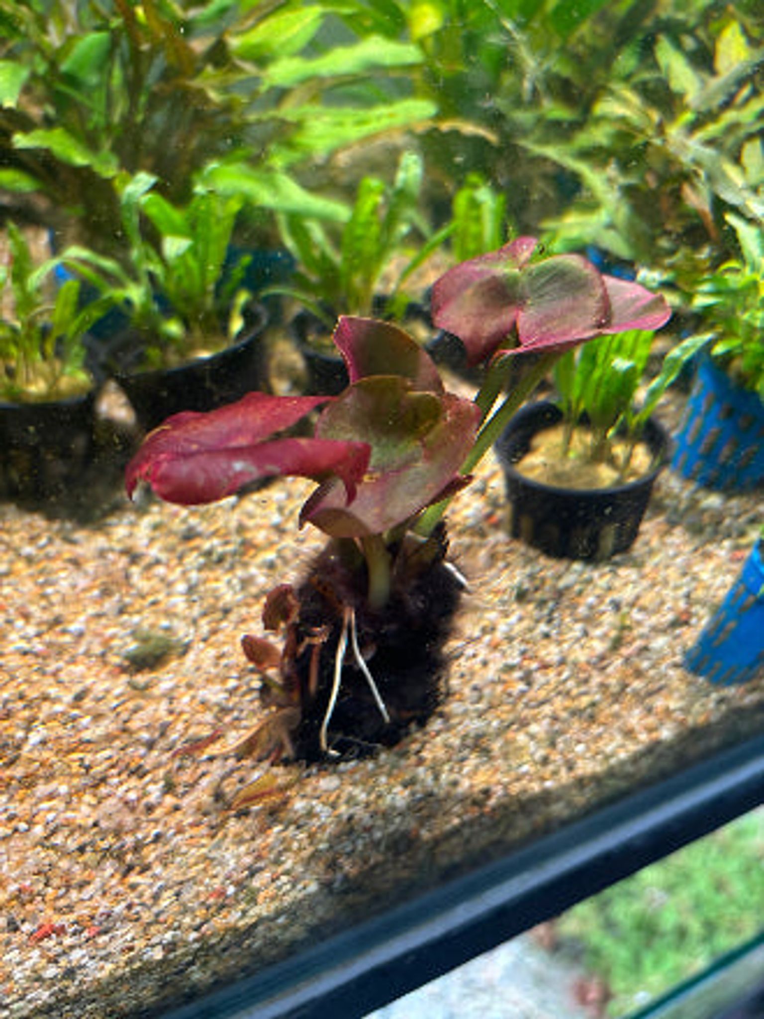 Vibrant Red Spatterdock Nuphar Japonicum Aquatic Plant for Stunning Aquarium Aquascapes