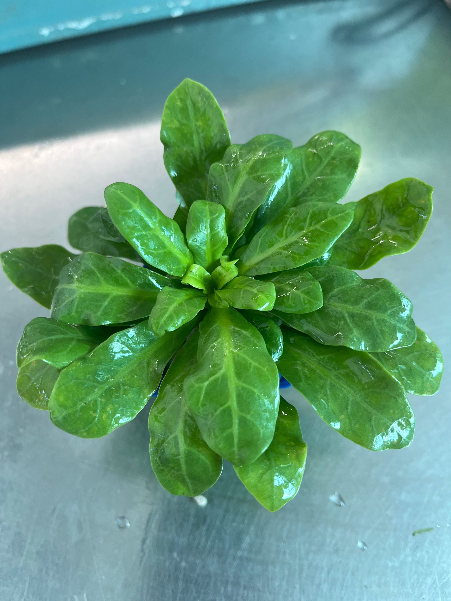 Vibrant Rorippa Aquatic Plant: Easy Care, Non-CO2 Midground Aquarium Specimen