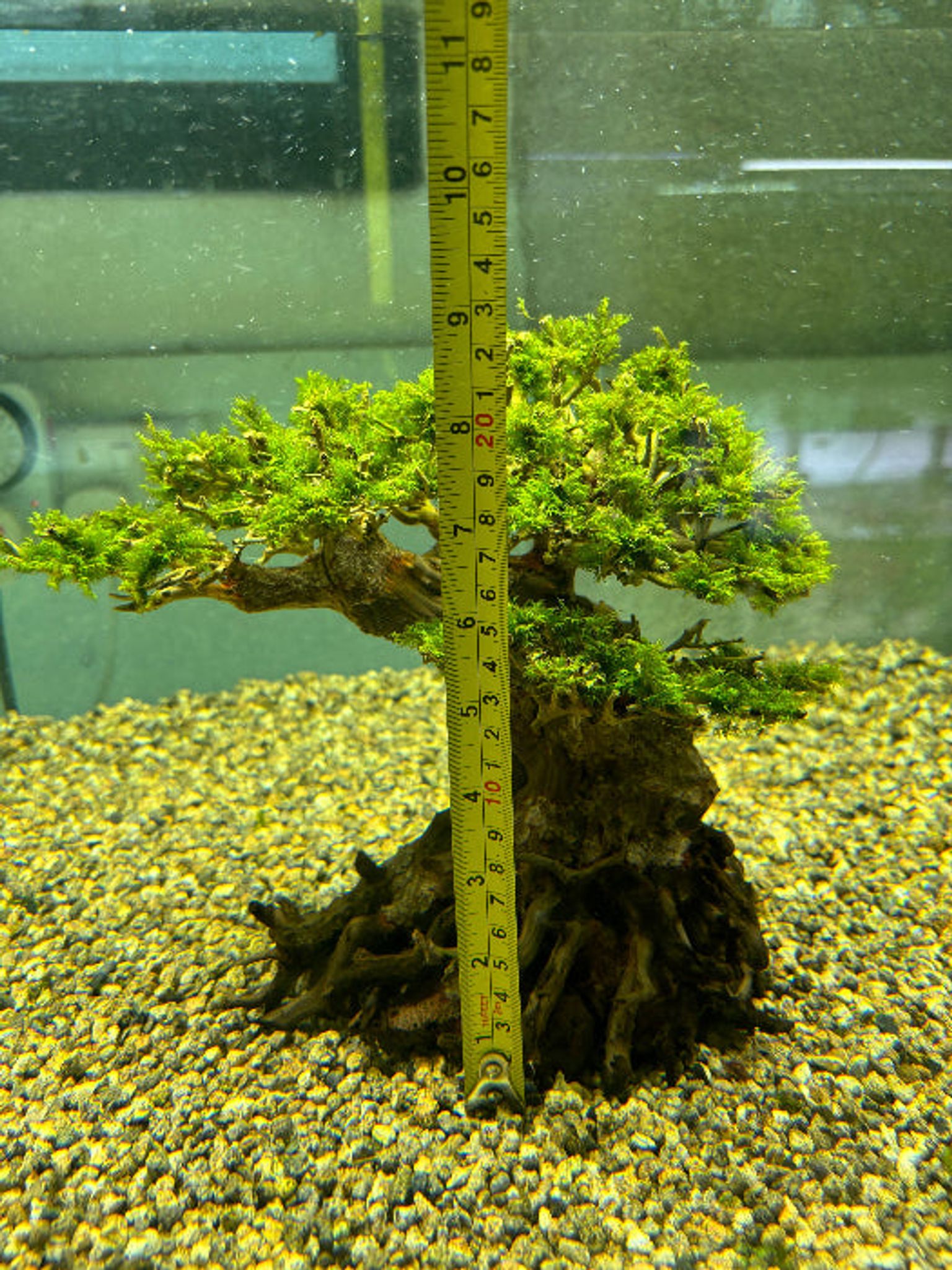 Vibrant US Fissidens Bonsai Aquatic Plant: Easy Care Live Aquarium Moss