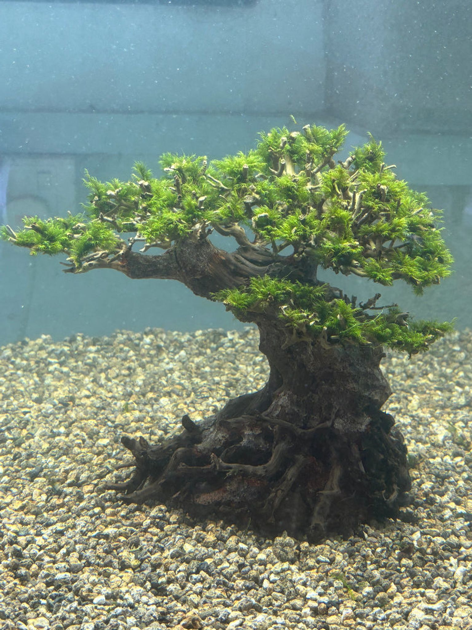 Vibrant US Fissidens Bonsai Aquatic Plant: Easy Care Live Aquarium Moss