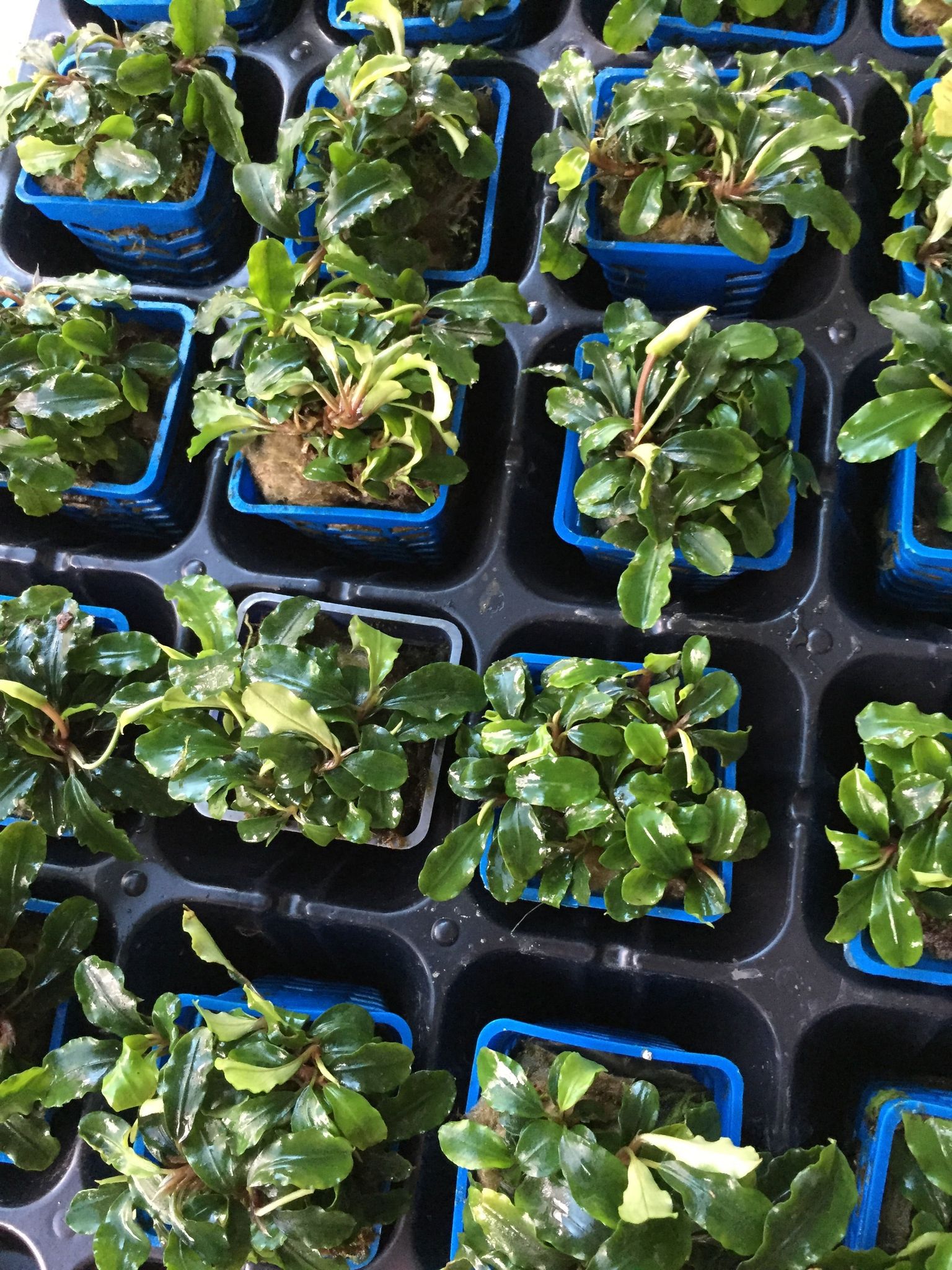 Vibrant Wavy Green Bucephalandra Aquatic Plant for Thriving Freshwater Aquariums