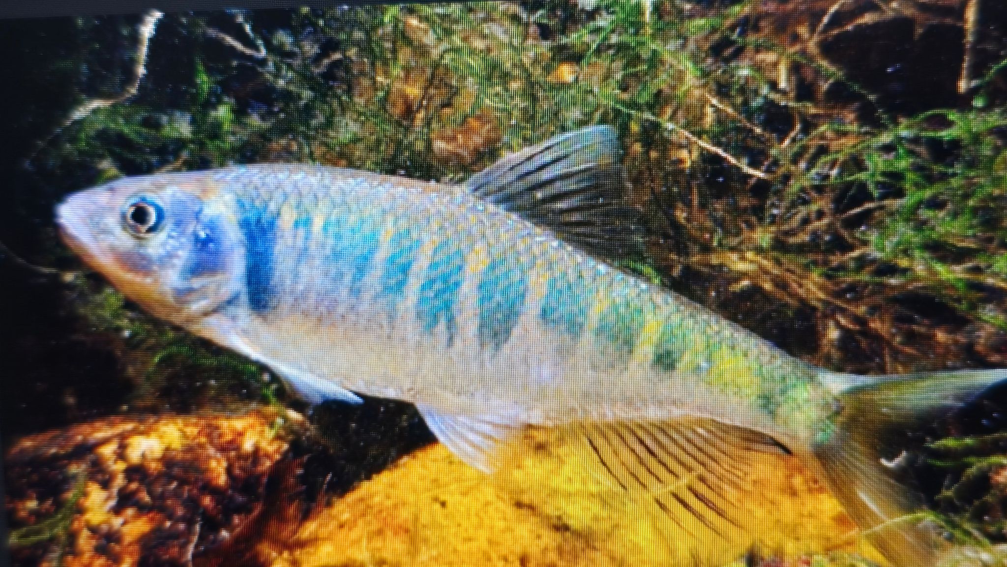 Zacco platypus 6-8cm