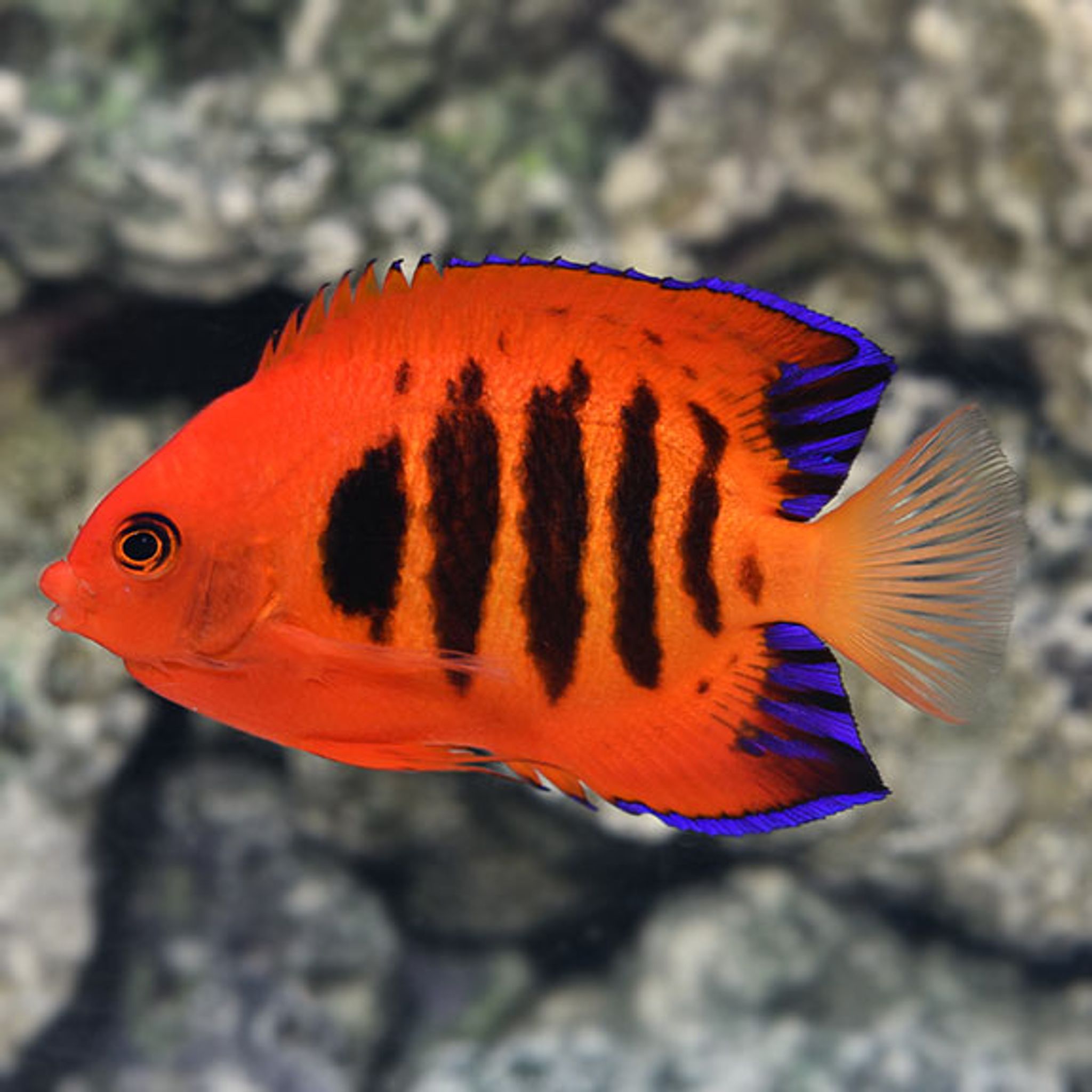 How to Feed Flame Angelfish: Foods, Frequency and Common Feeding Problems