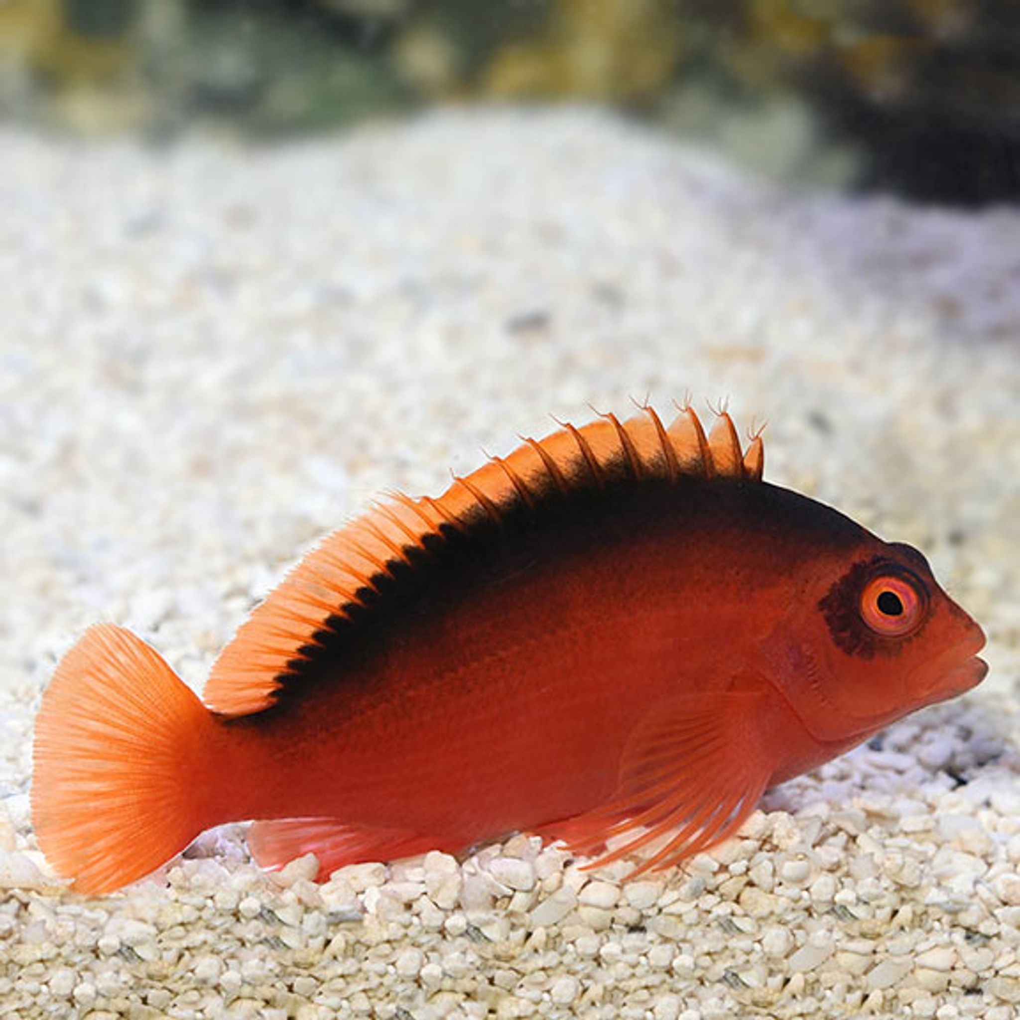 How to Feed Flame Hawkfish: Foods, Frequency and Common Feeding Problems