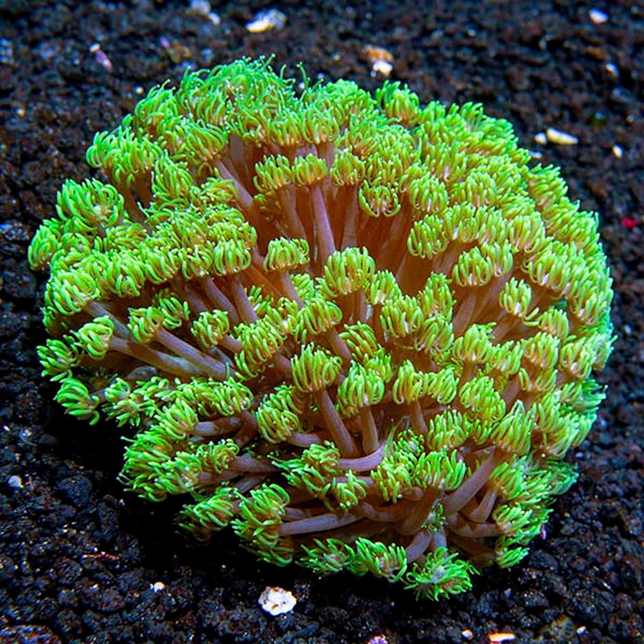 Flower Pot Coral, Long Polyp, Green