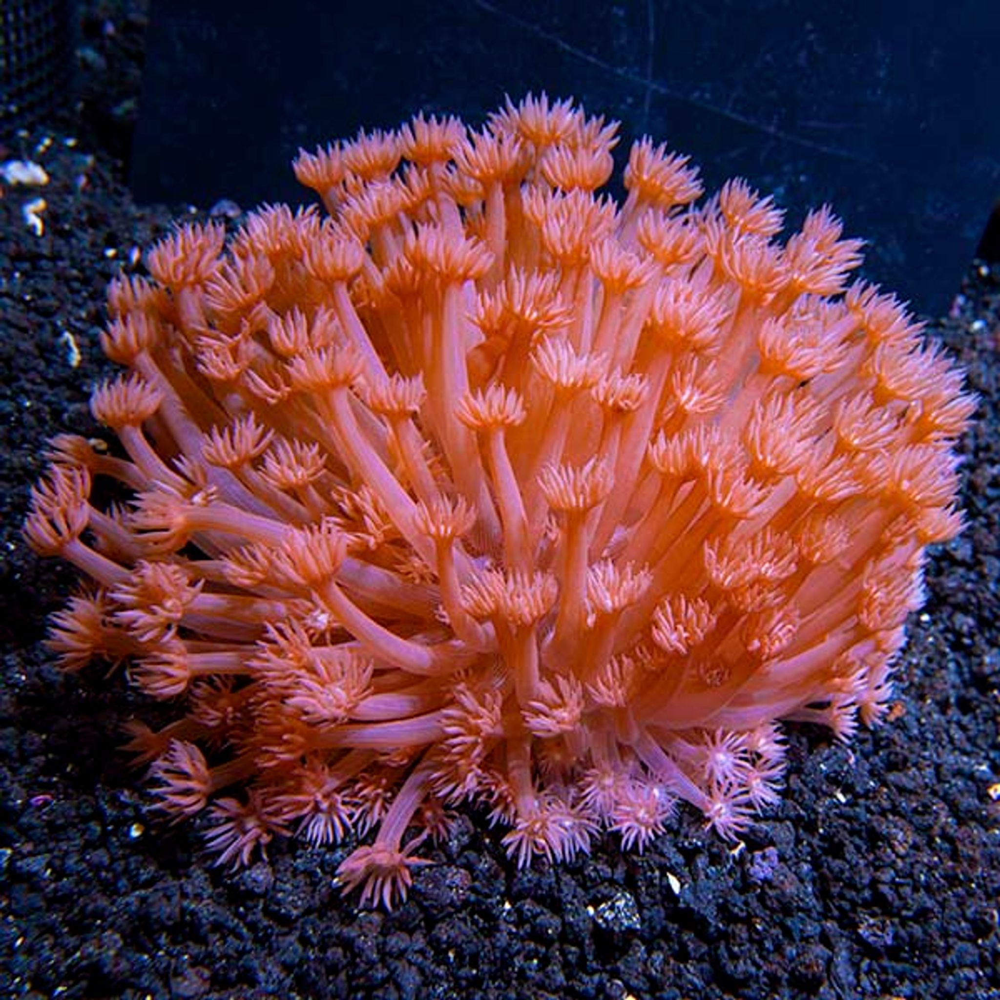 Flower Pot Coral, Red