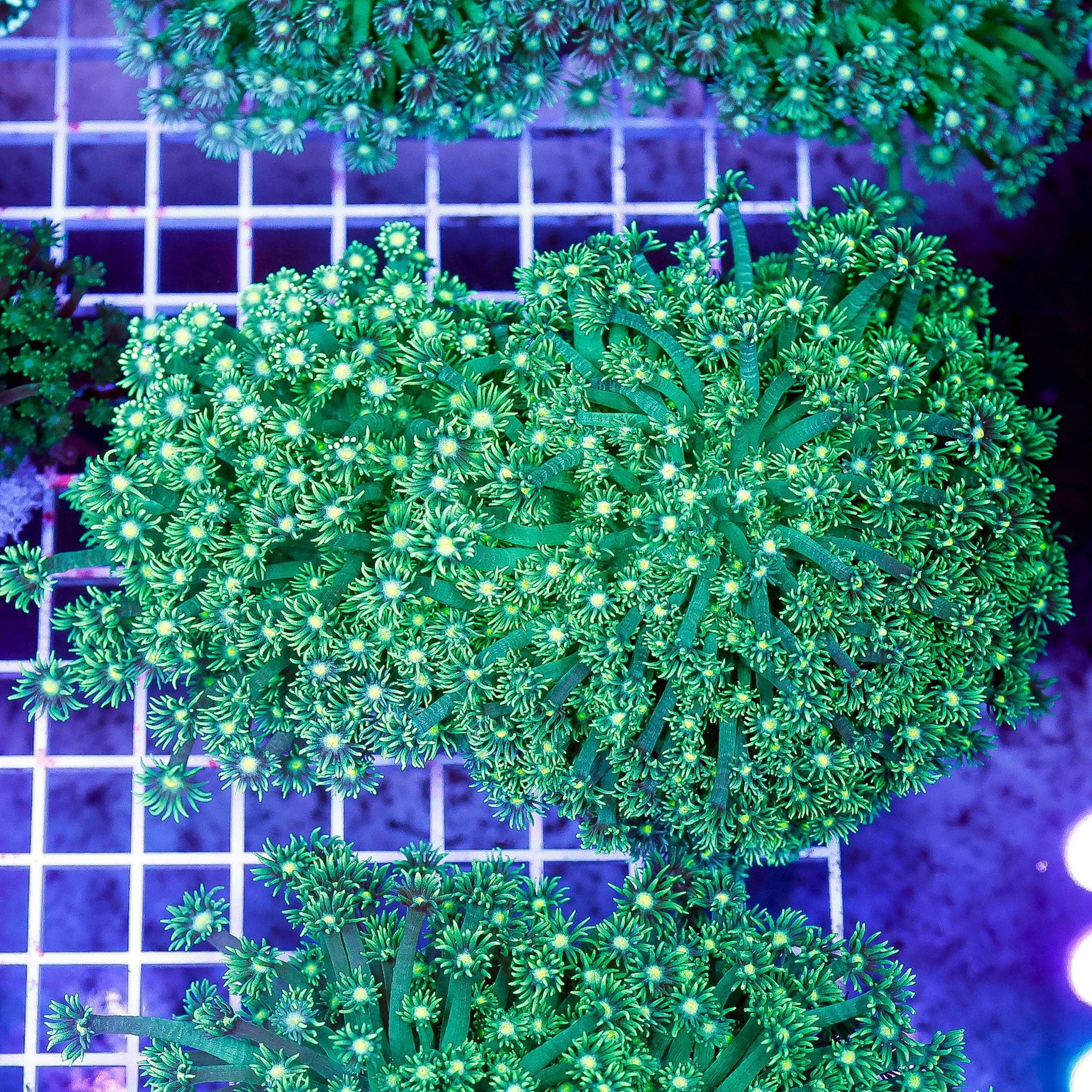 Flower Pot Coral, Metallic Green 5" WYSIWYG