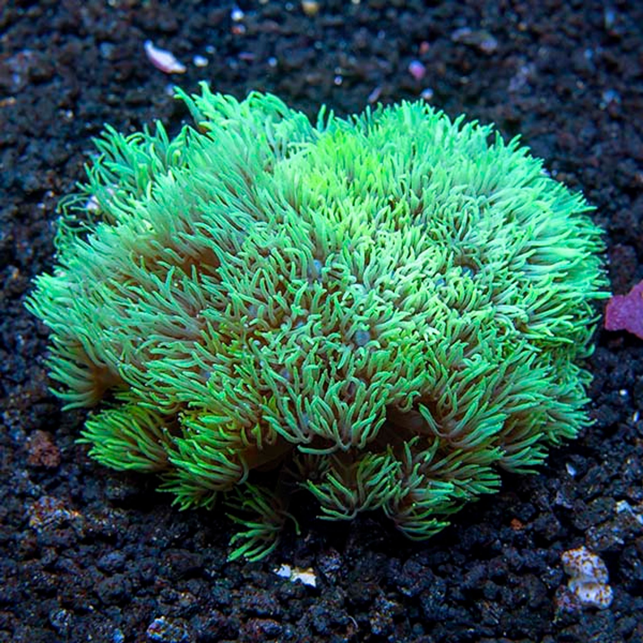 Flower Pot Coral, Metallic Green