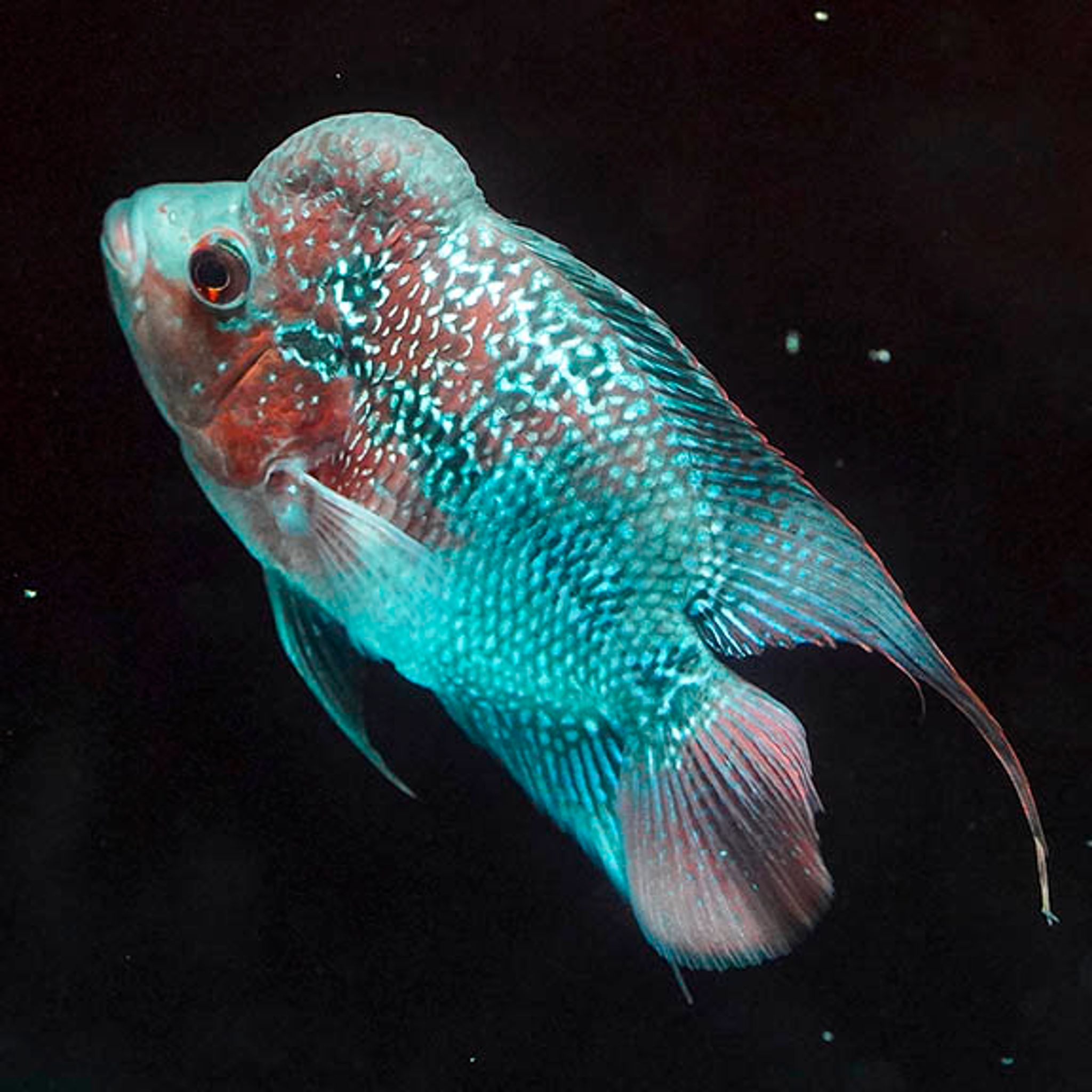 Flowerhorn Cichlid 6.5" WYSIWYG 2