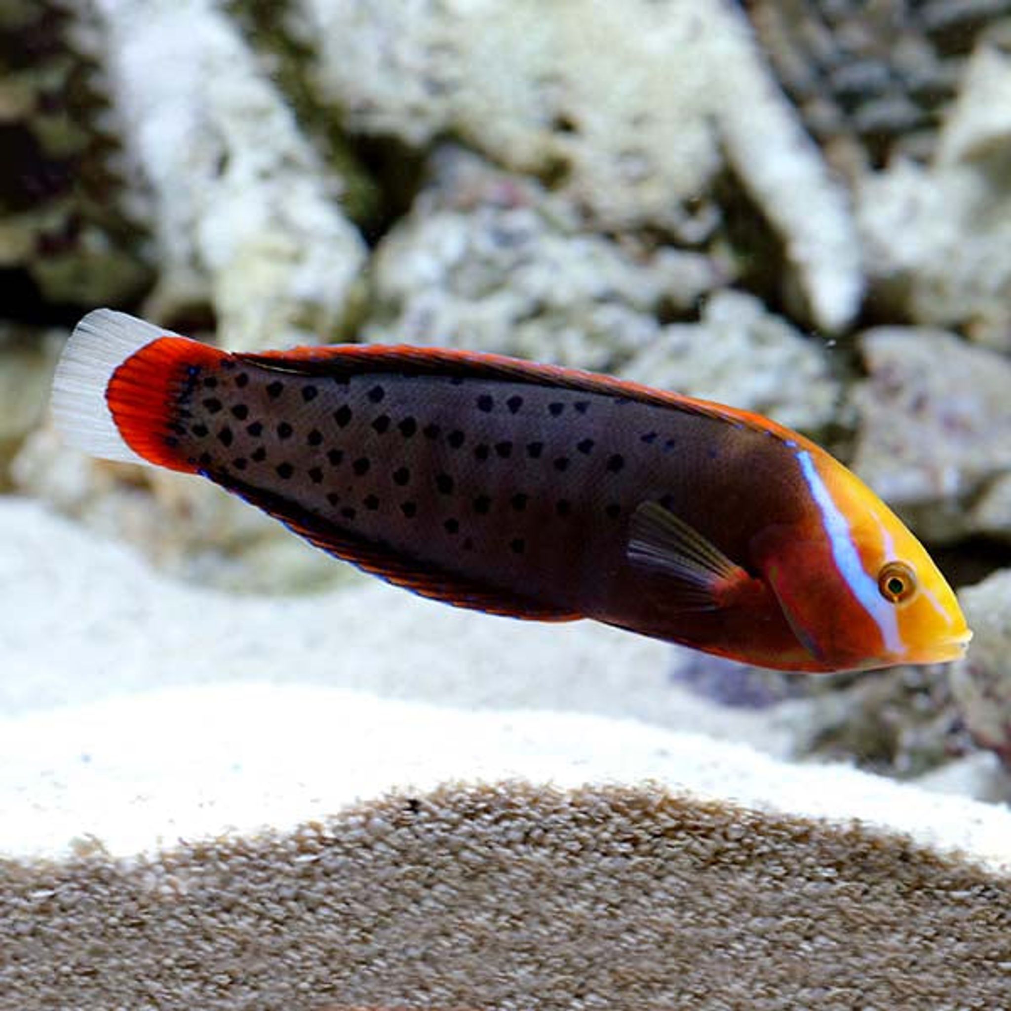 Formosa Wrasse (Coris formosa)