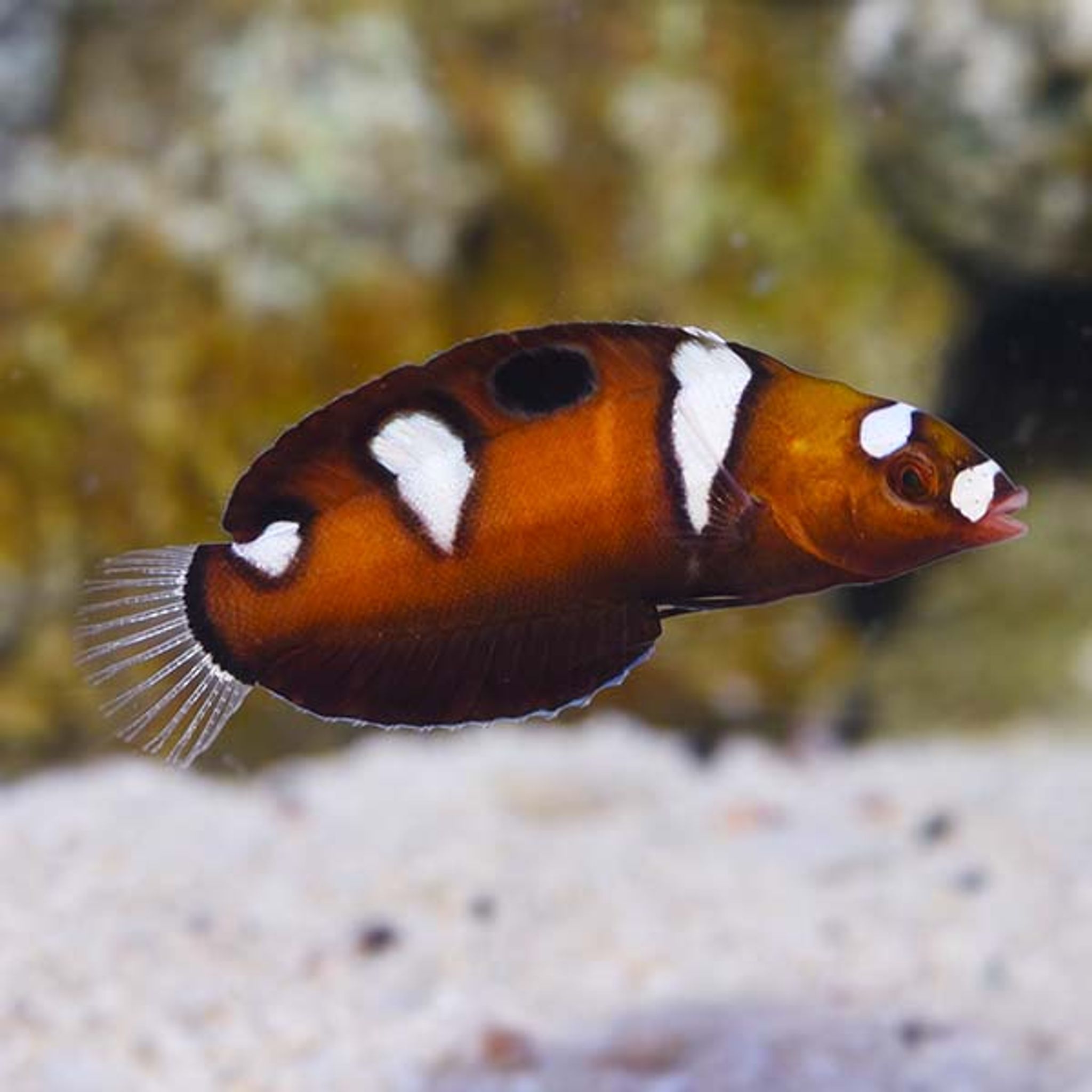 Formosa Wrasse (Coris formosa)