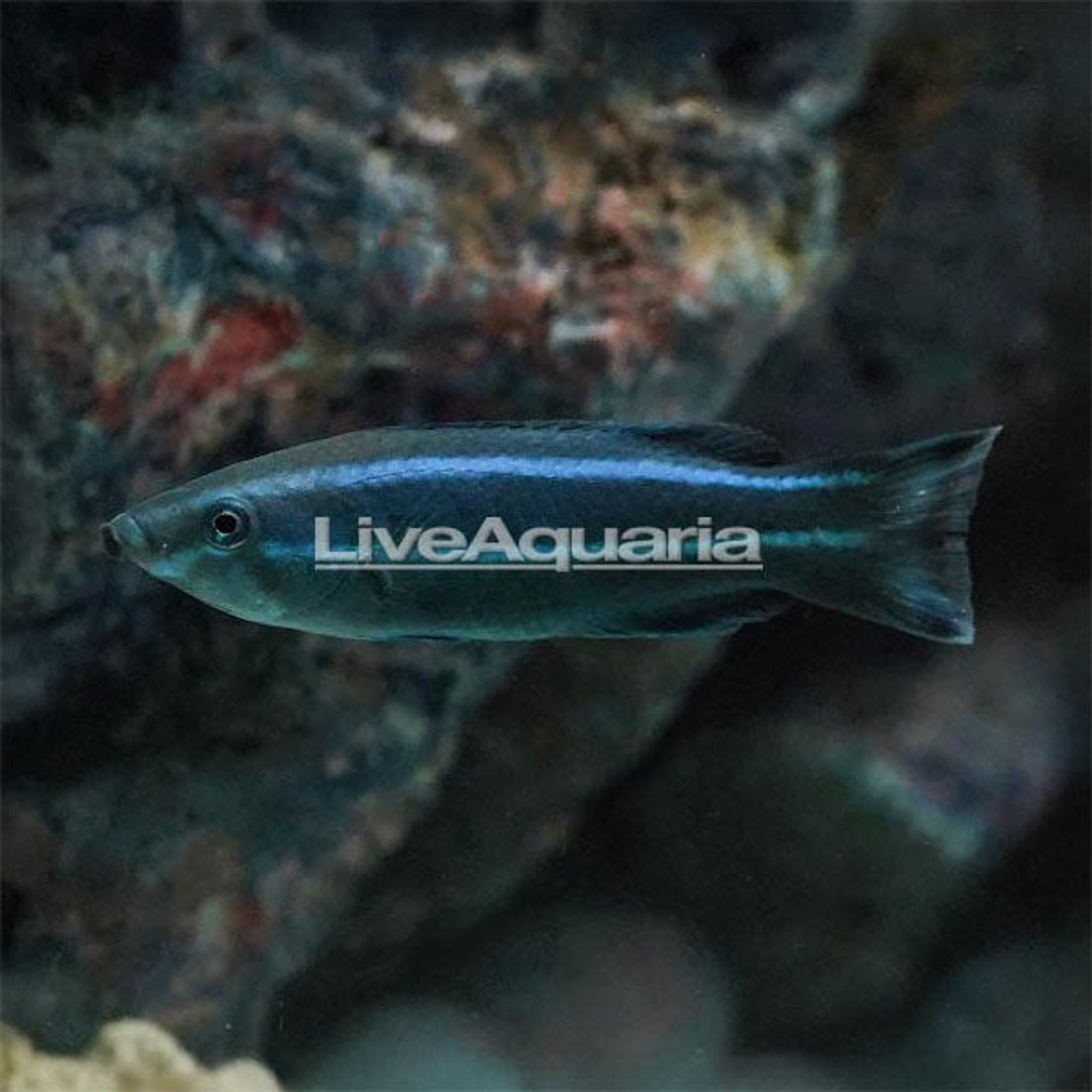 How to Feed Cleaner Wrasse: Foods, Frequency and Common Feeding Problems