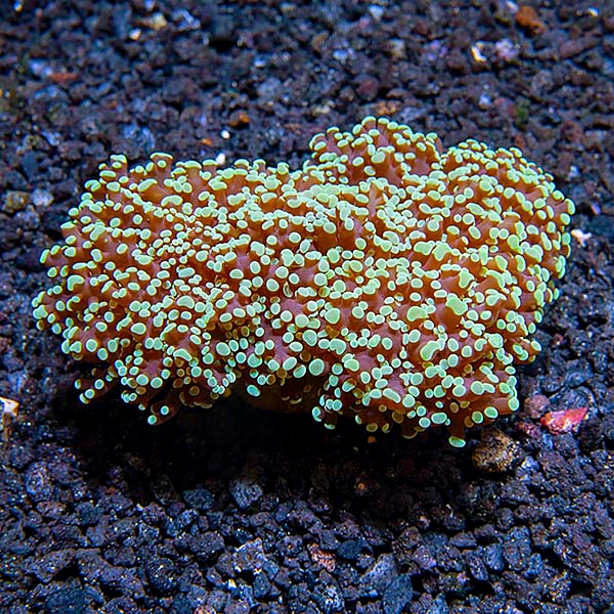Frogspawn Coral
