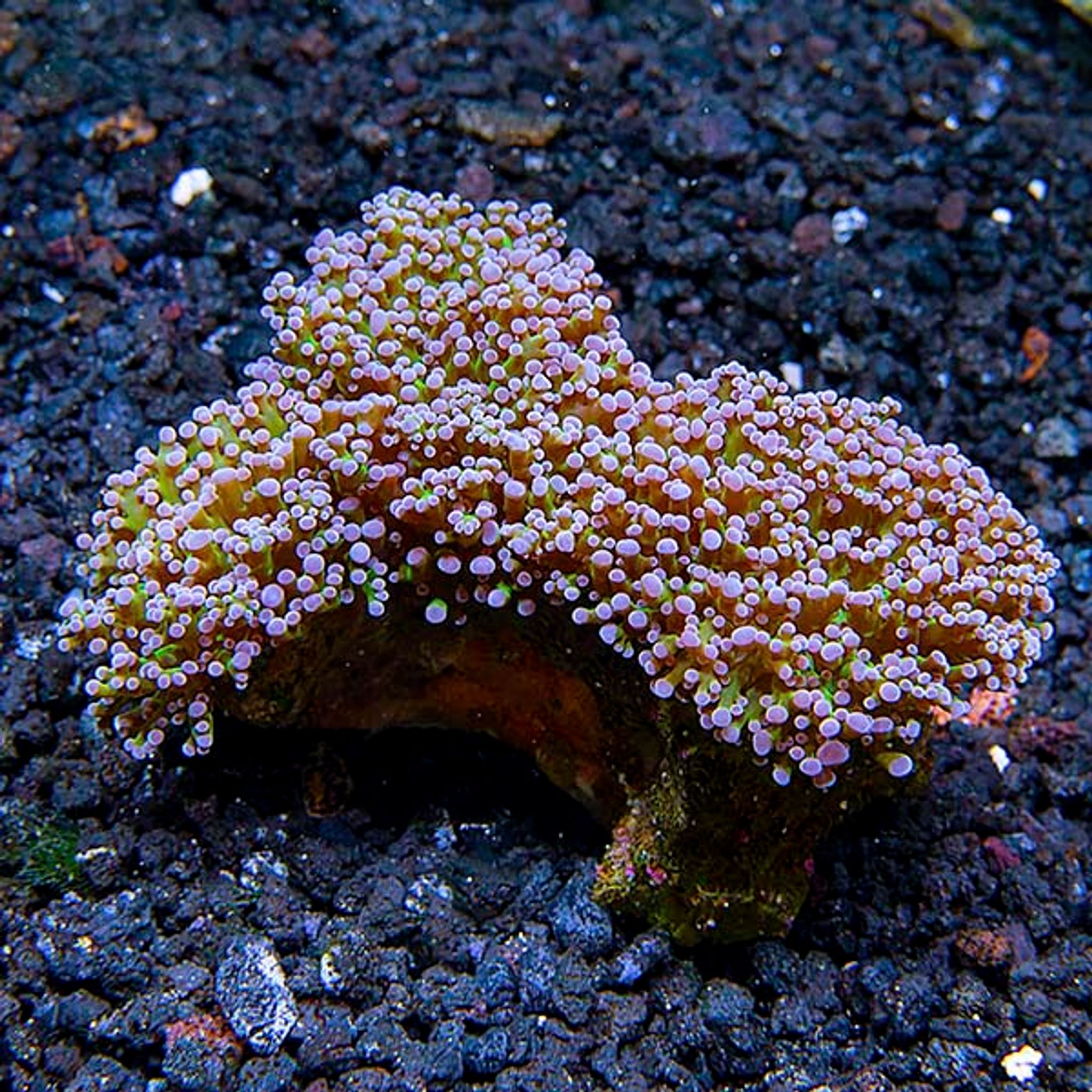 Frogspawn Coral