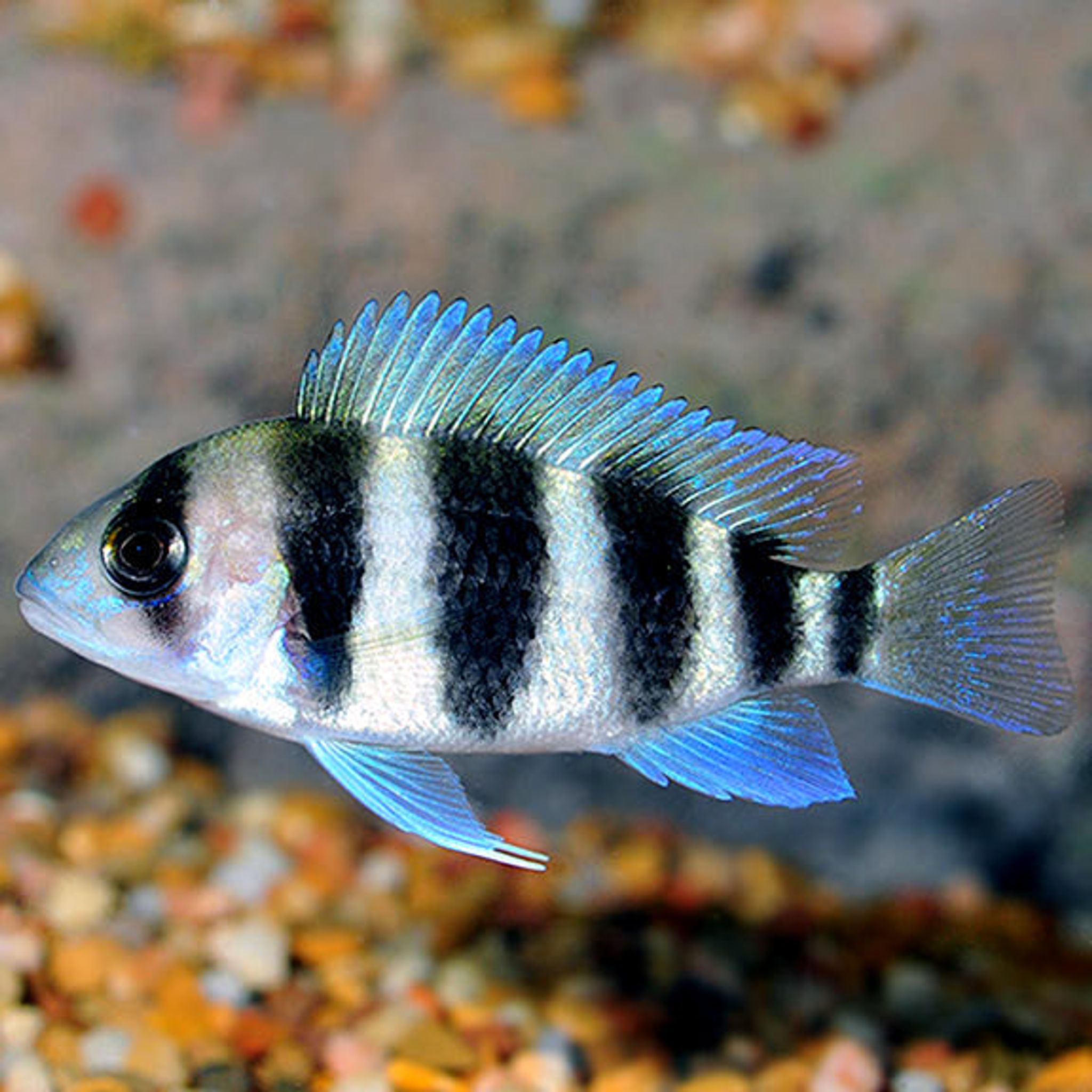 What Do Frontosa Eat? A Practical Feeding Guide