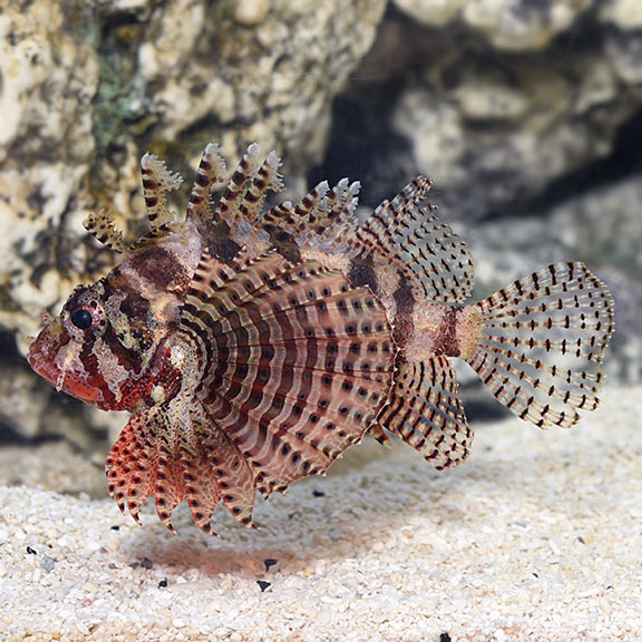 Is Lionfish Reef Safe? Coral and Invertebrate Compatibility Explained