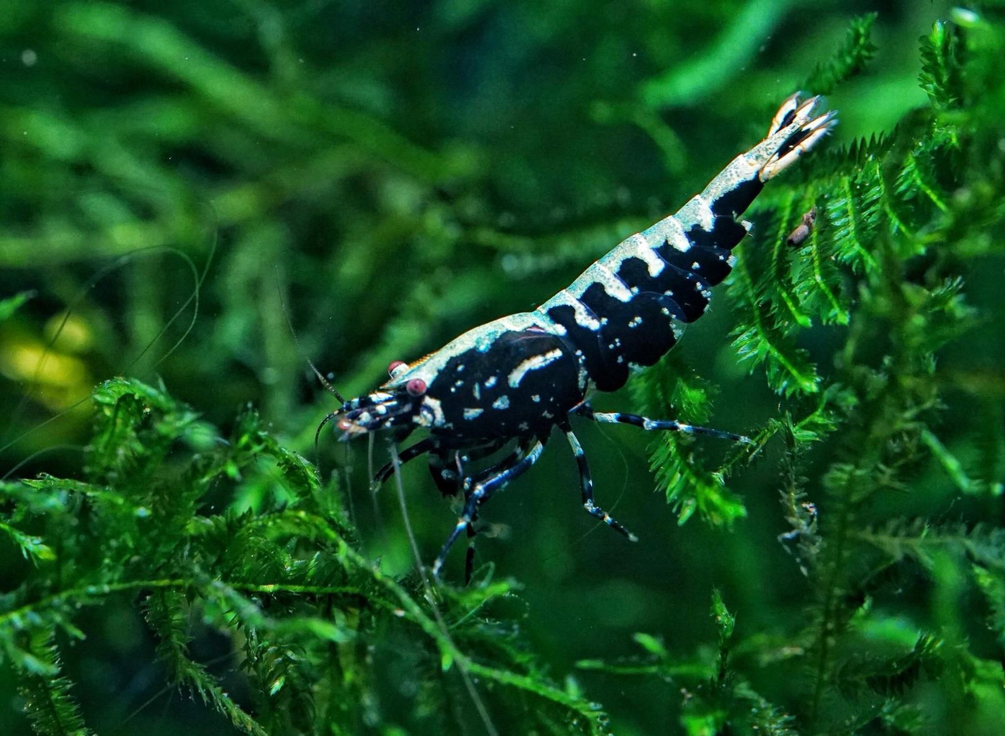 galaxy (genetics from g1 boa/stardusts)
