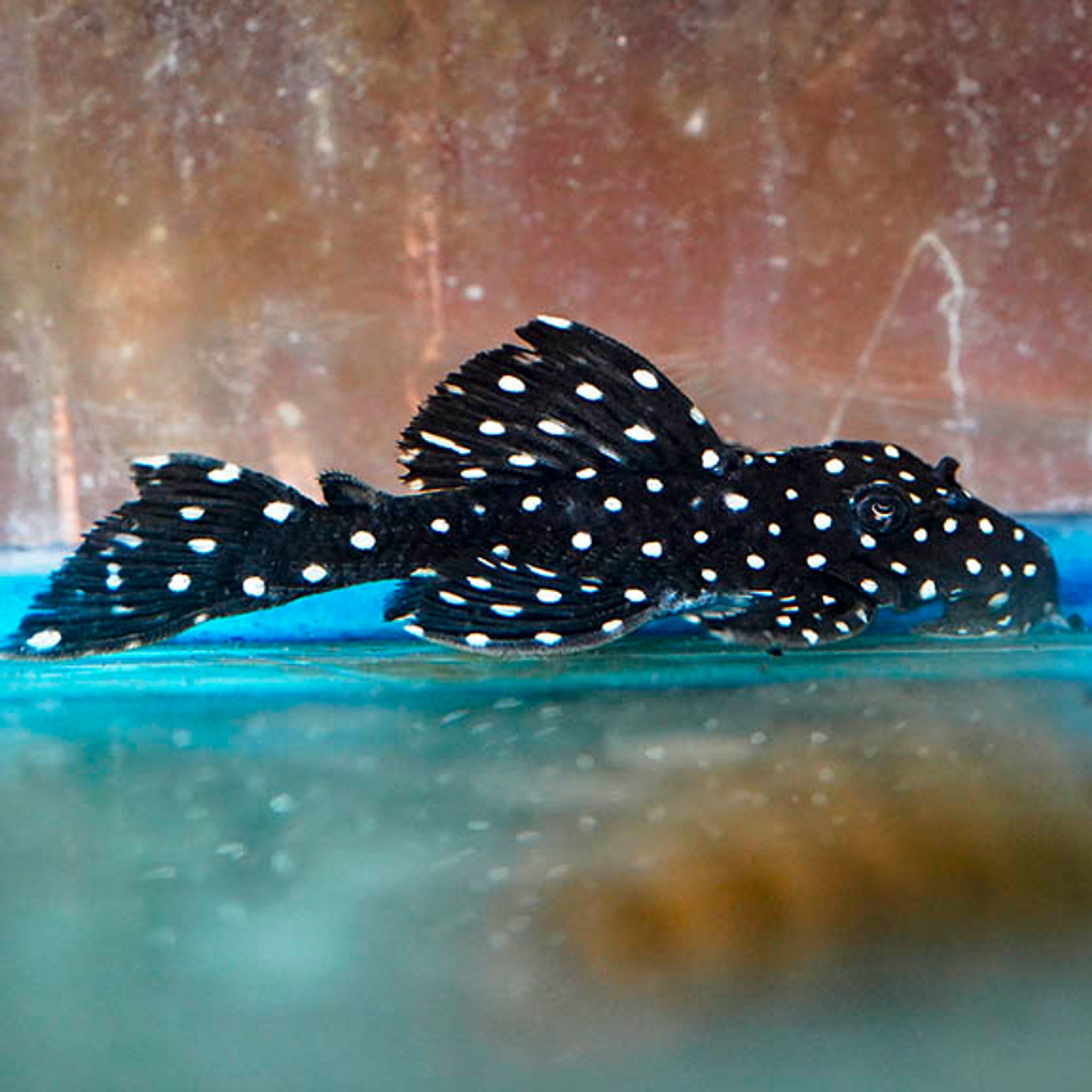 What Do Common Pleco Eat? A Practical Feeding Guide